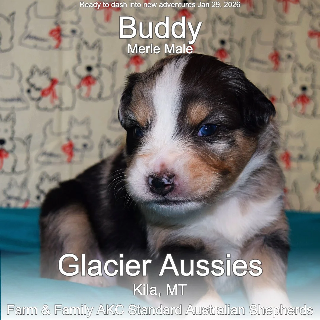 Buddy 02 25-12-25.jpg