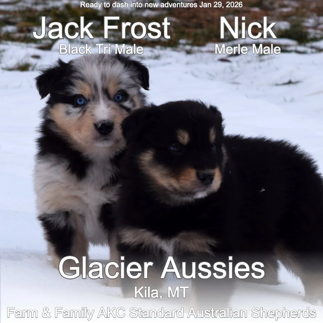 Jan 11 Jack :Nick 2.jpg