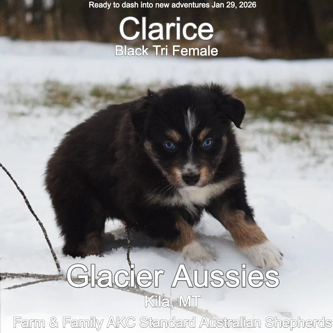 Jan 11 Calrice 5.jpg