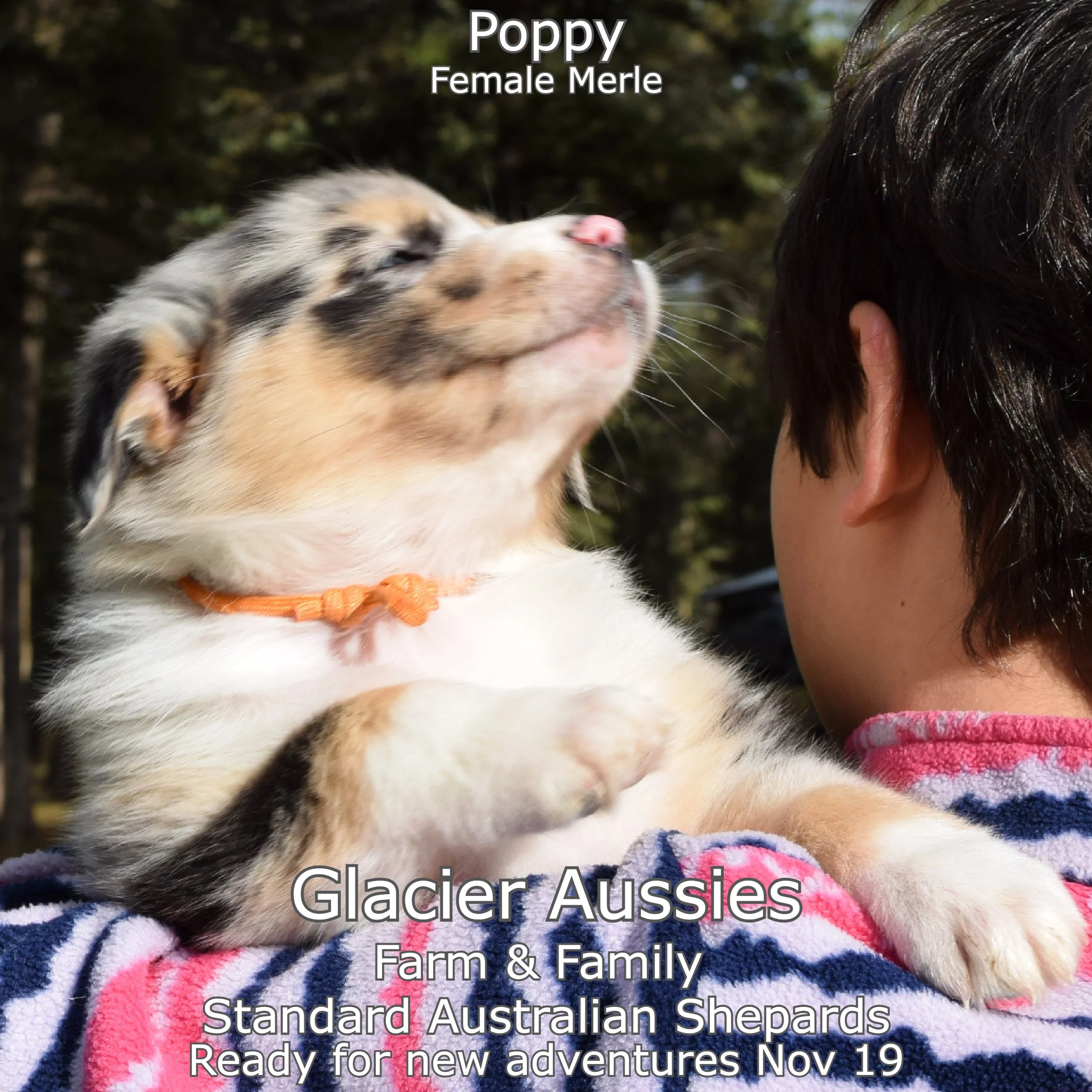 wk6 Poppy 5.jpg