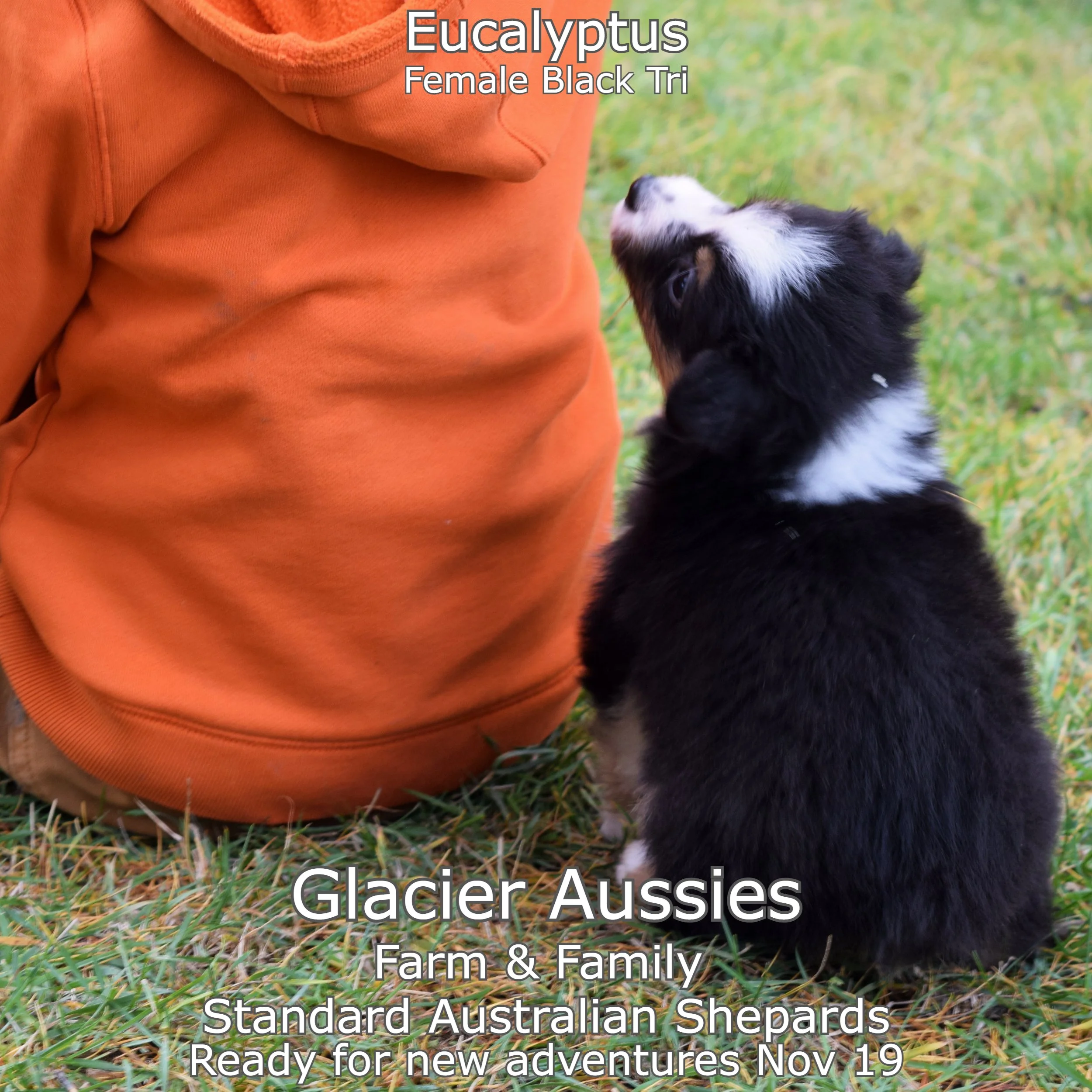 wk6 Eucalyptus 1.jpg
