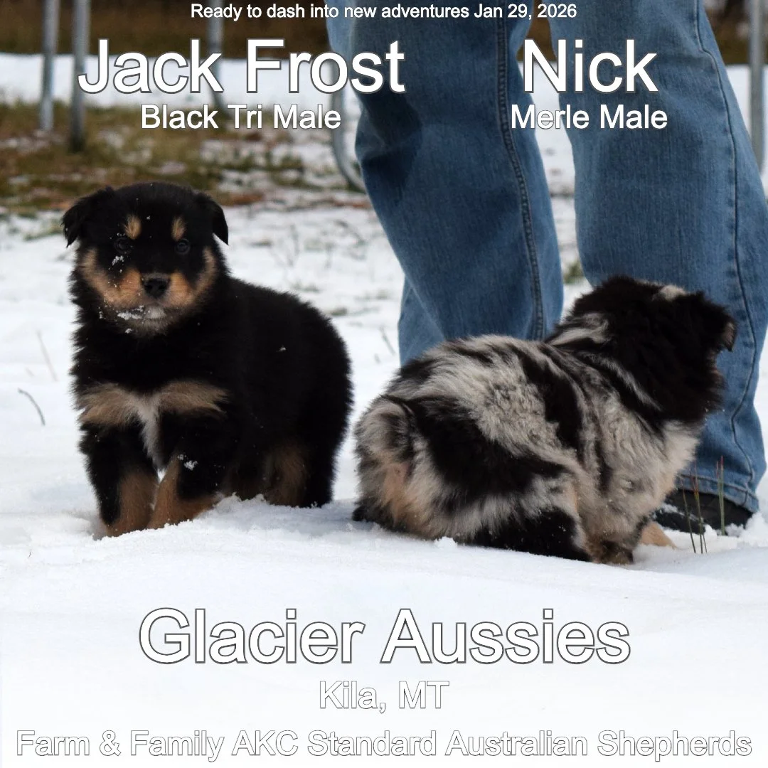 Jan 11 Jack :Nick 3.jpg