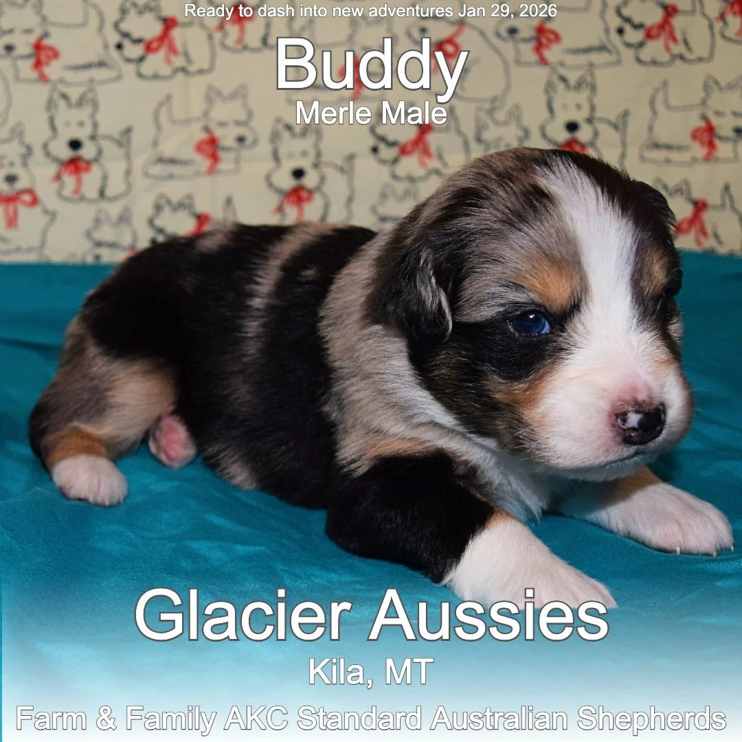 Buddy 01 25-12-25.jpg