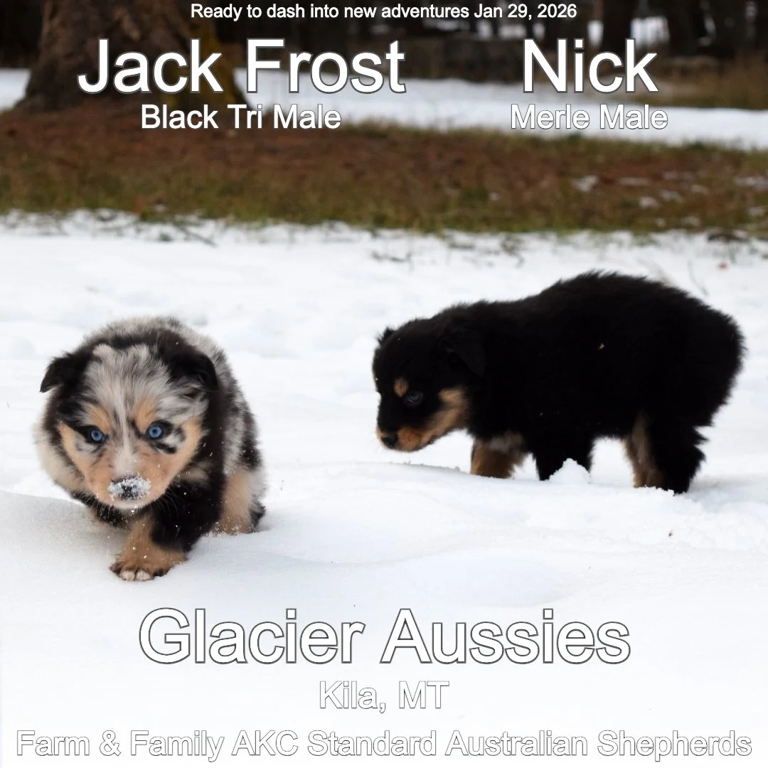 Jan 11 Jack :Nick 4.jpg