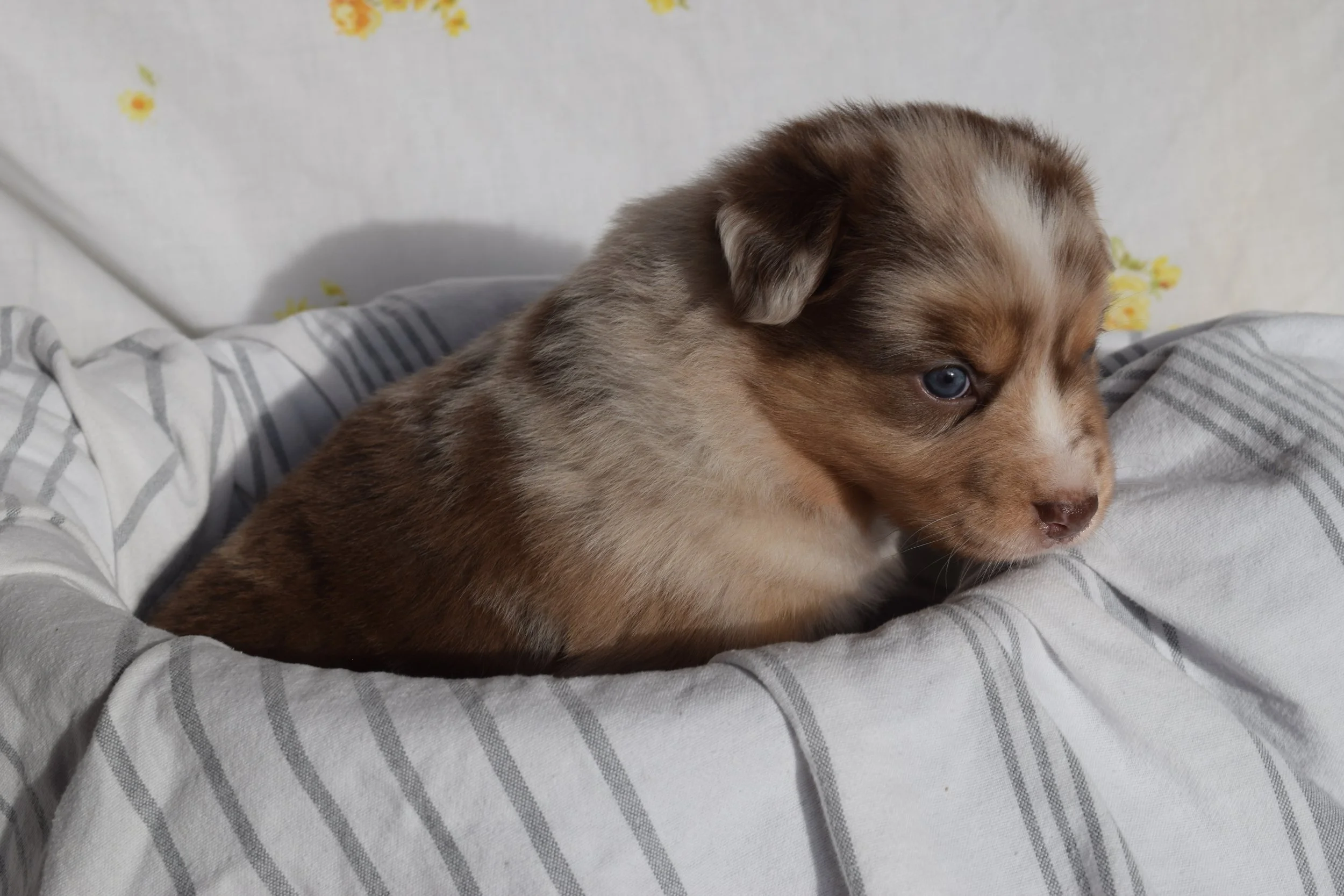 1- Wk 4 Bentlley0923 - Copy.JPG