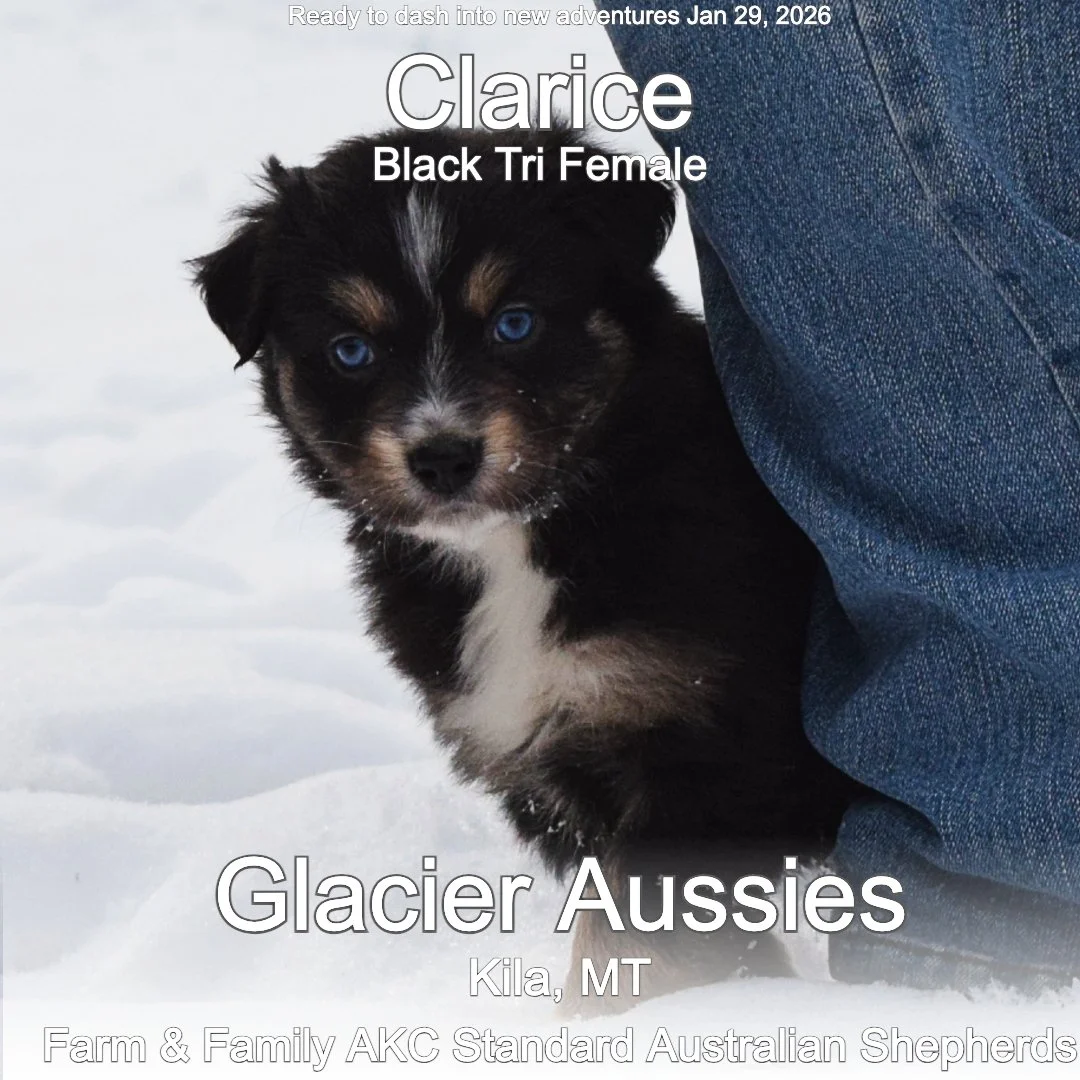 Jan 11 Calrice 3.jpg