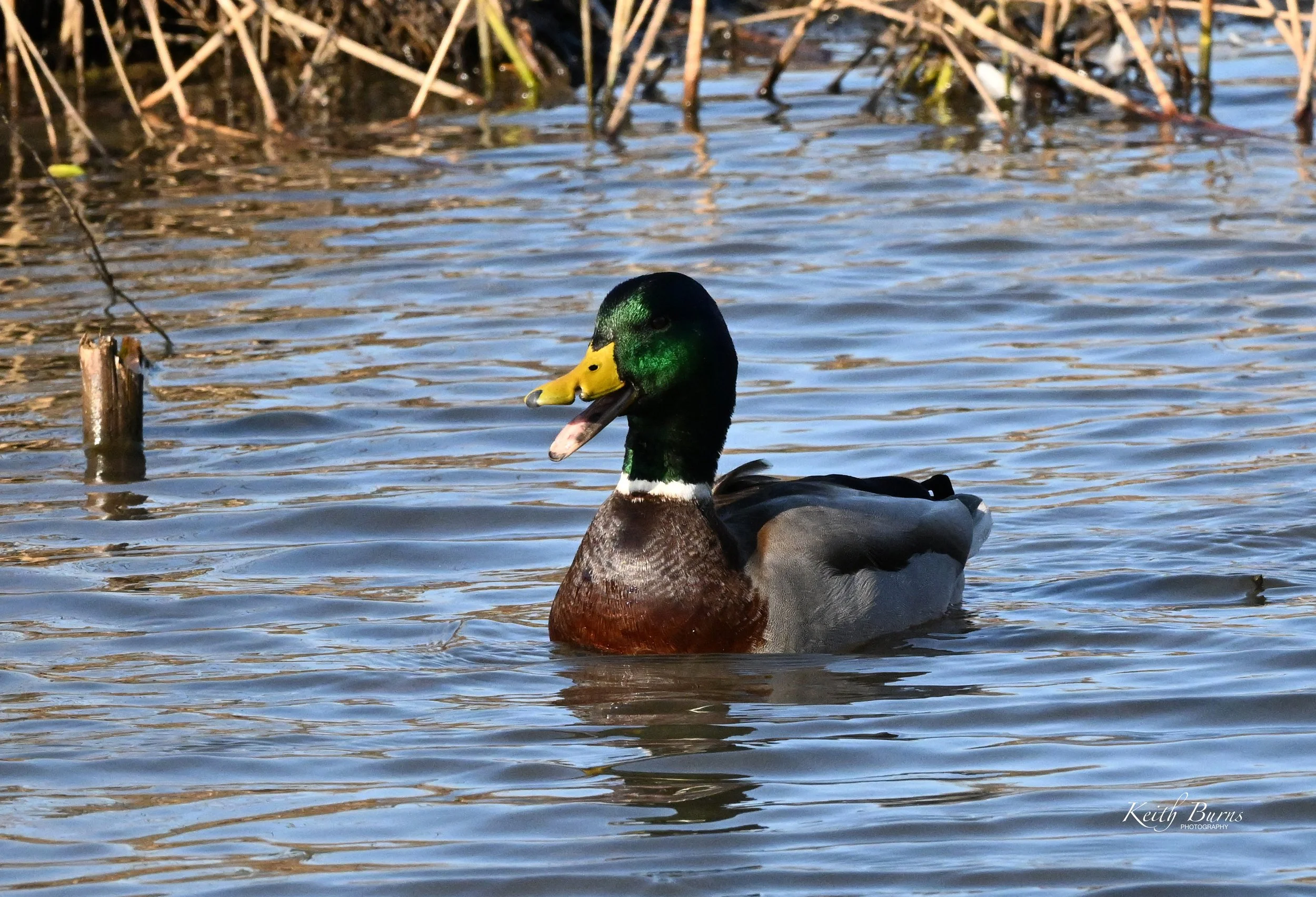 A male mallard duck floating on water with reeds in the background, its beak open showing a tongue.