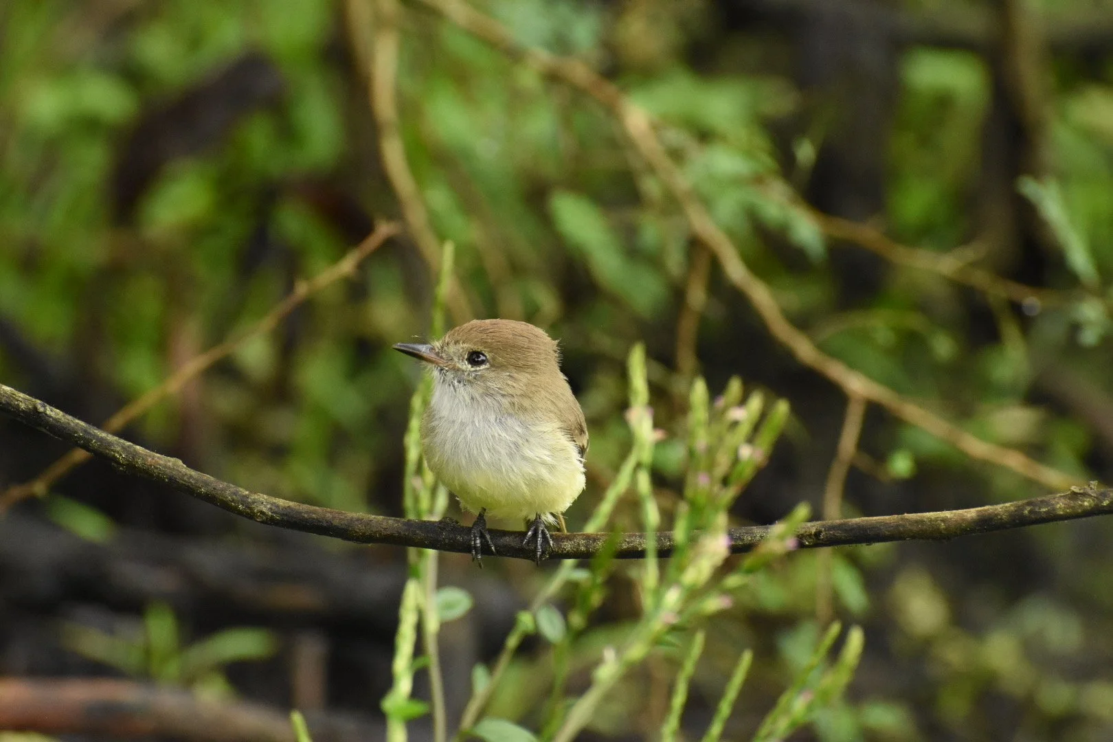 A small bird perched on a branch amidst green foliage and thin plants in the background.