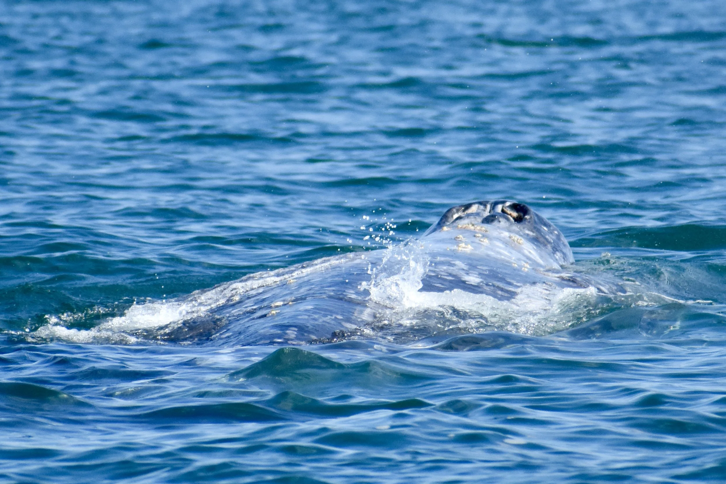 A whale surfacing in the ocean with part of its head visible above the water