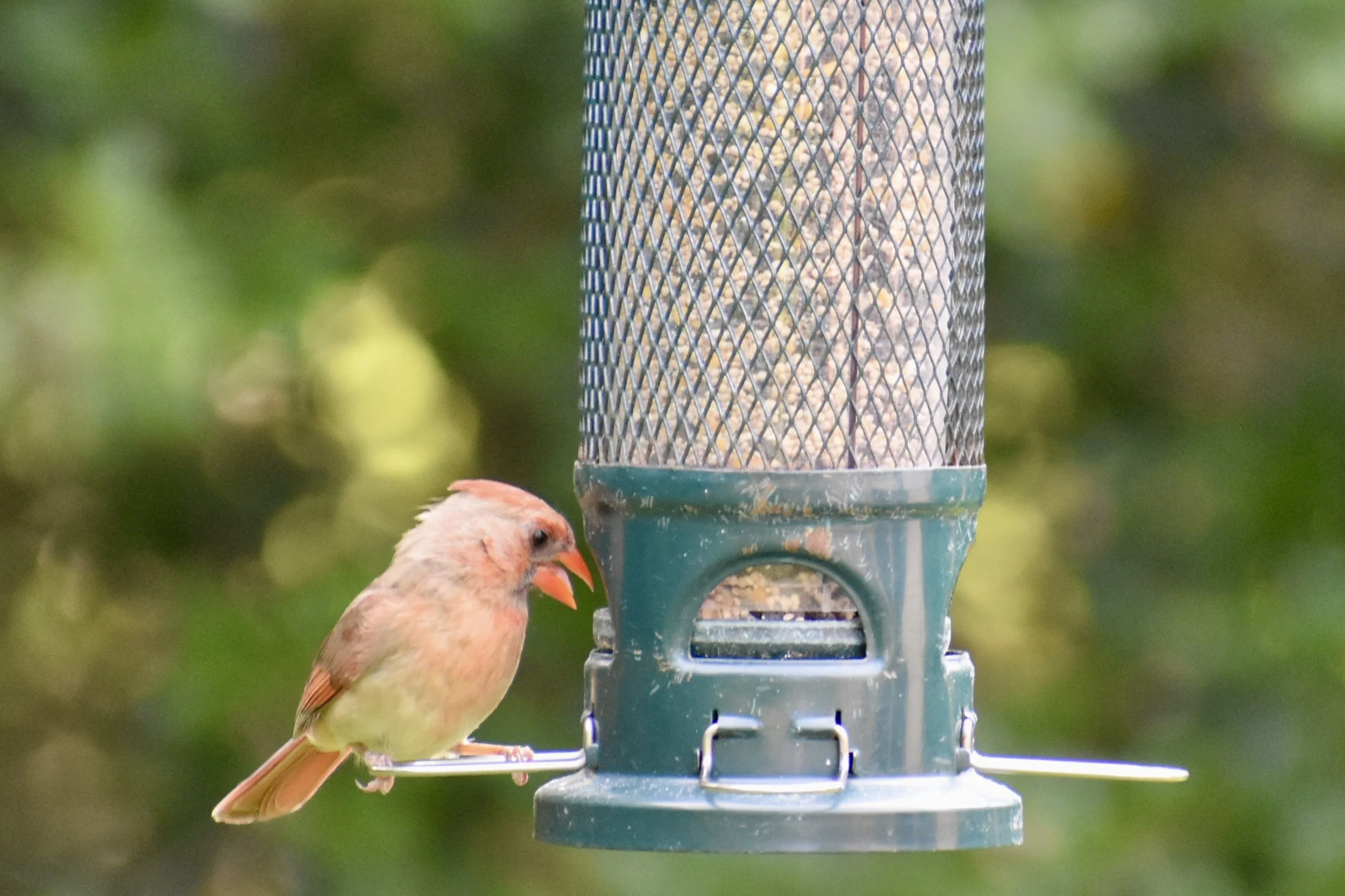 A bird with pink and yellow feathers perched on a green bird feeder, eating seeds.