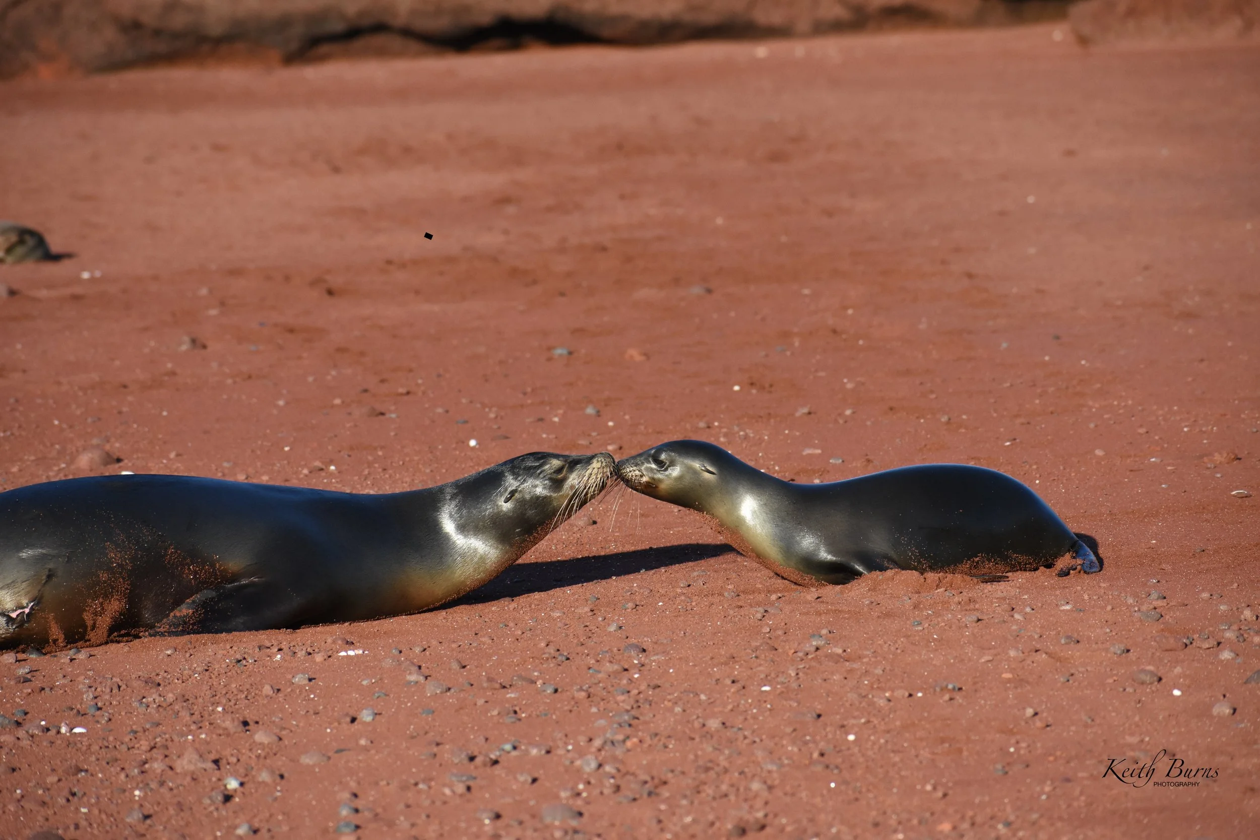 Two sea otters lying on a sandy beach, touching noses.