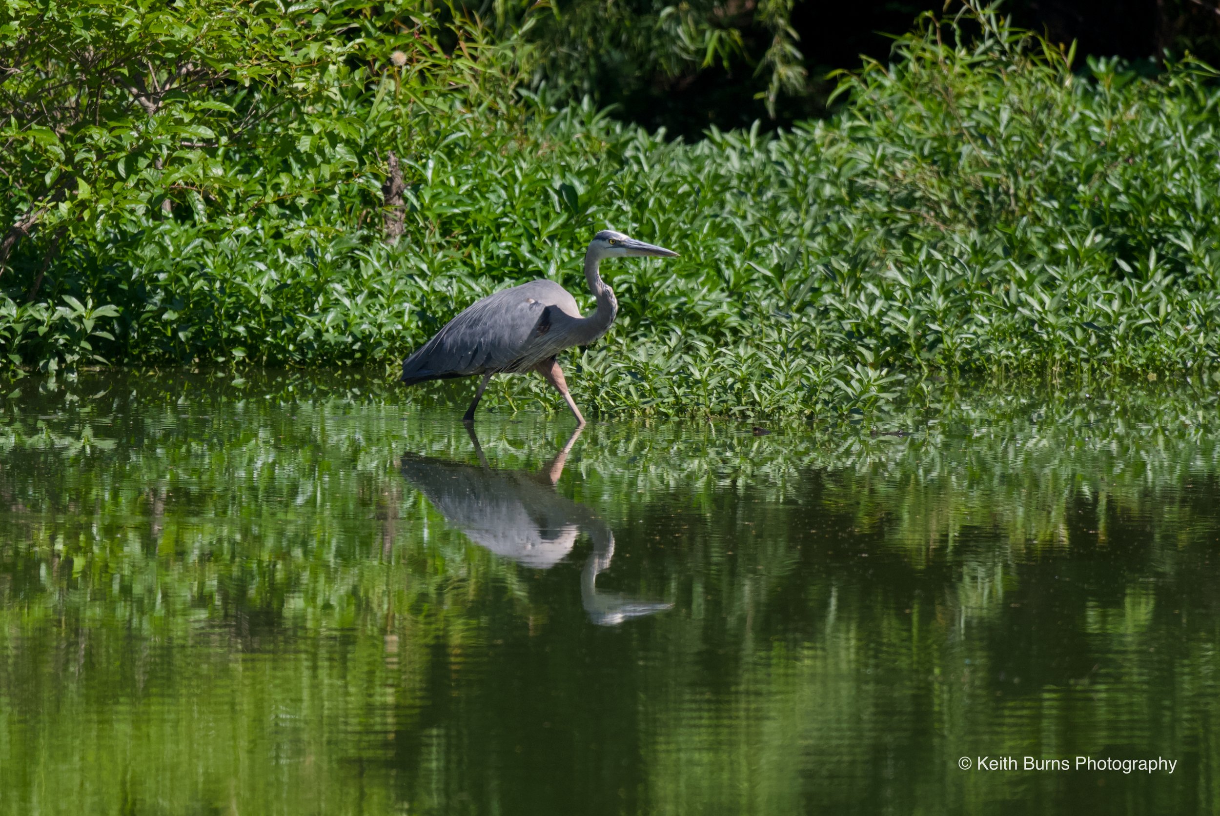 Great blue heron walking stealthily through a pond.