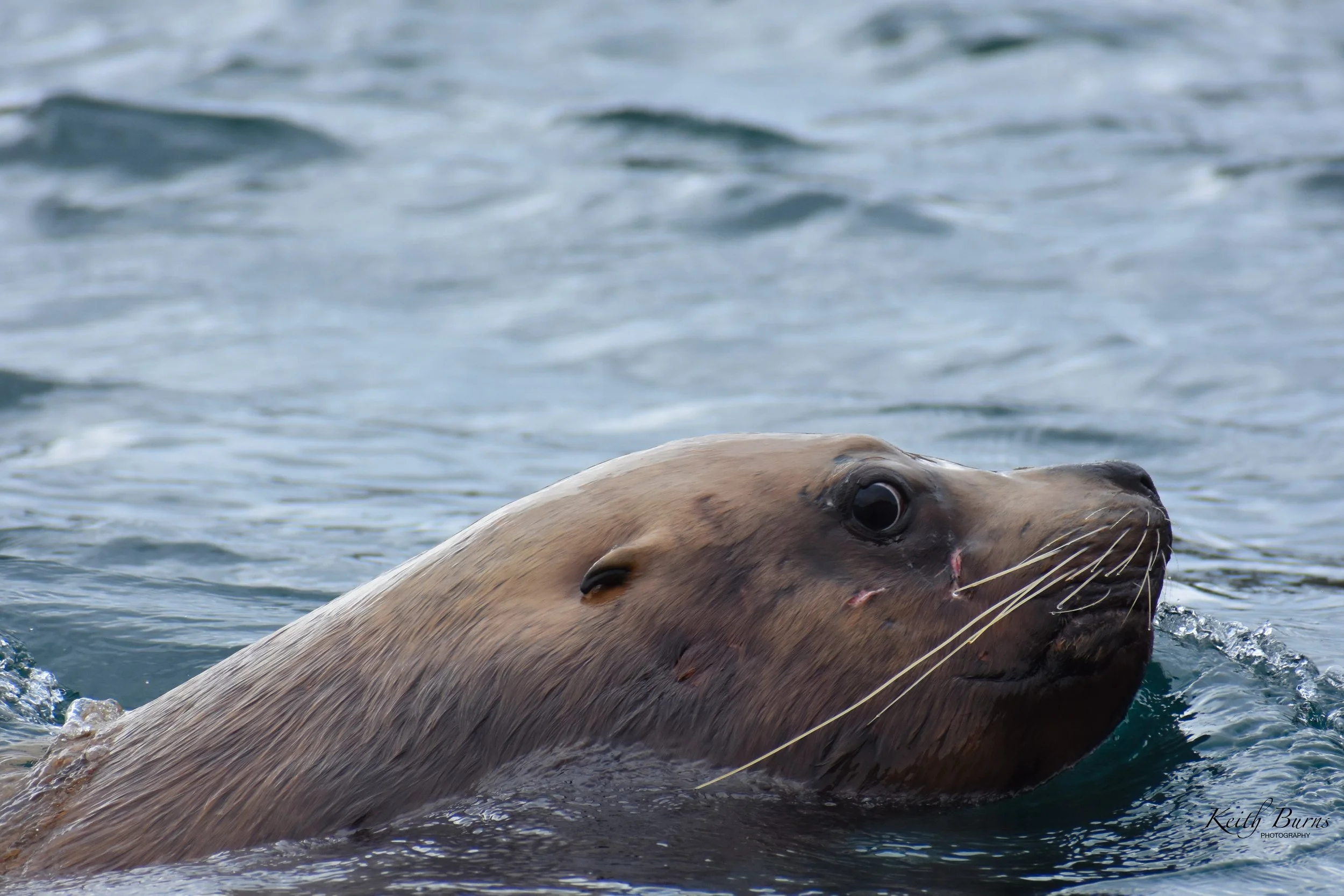KB Alaska Sea Lion Face 2.jpeg