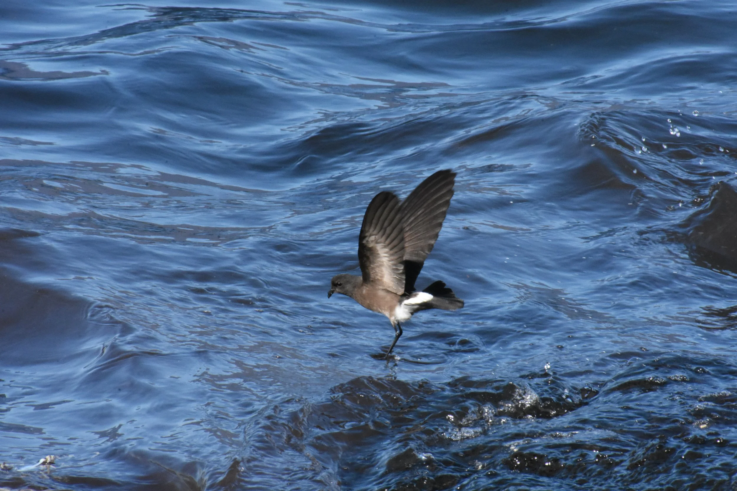 A bird standing on a rock in the water with its wings raised.