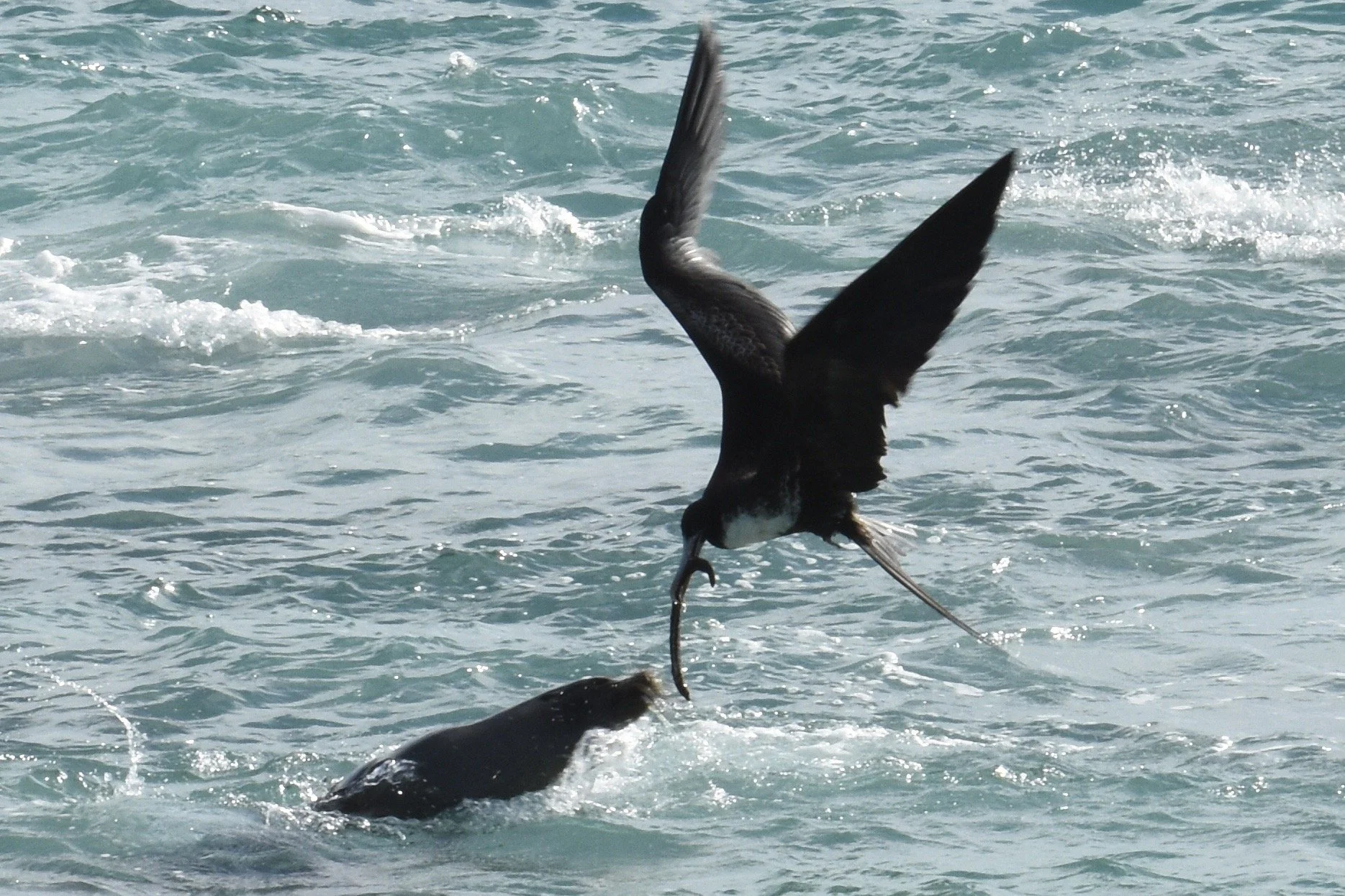 A black bird flying over ocean water with a fish in its beak, near a whale surfacing in the water.