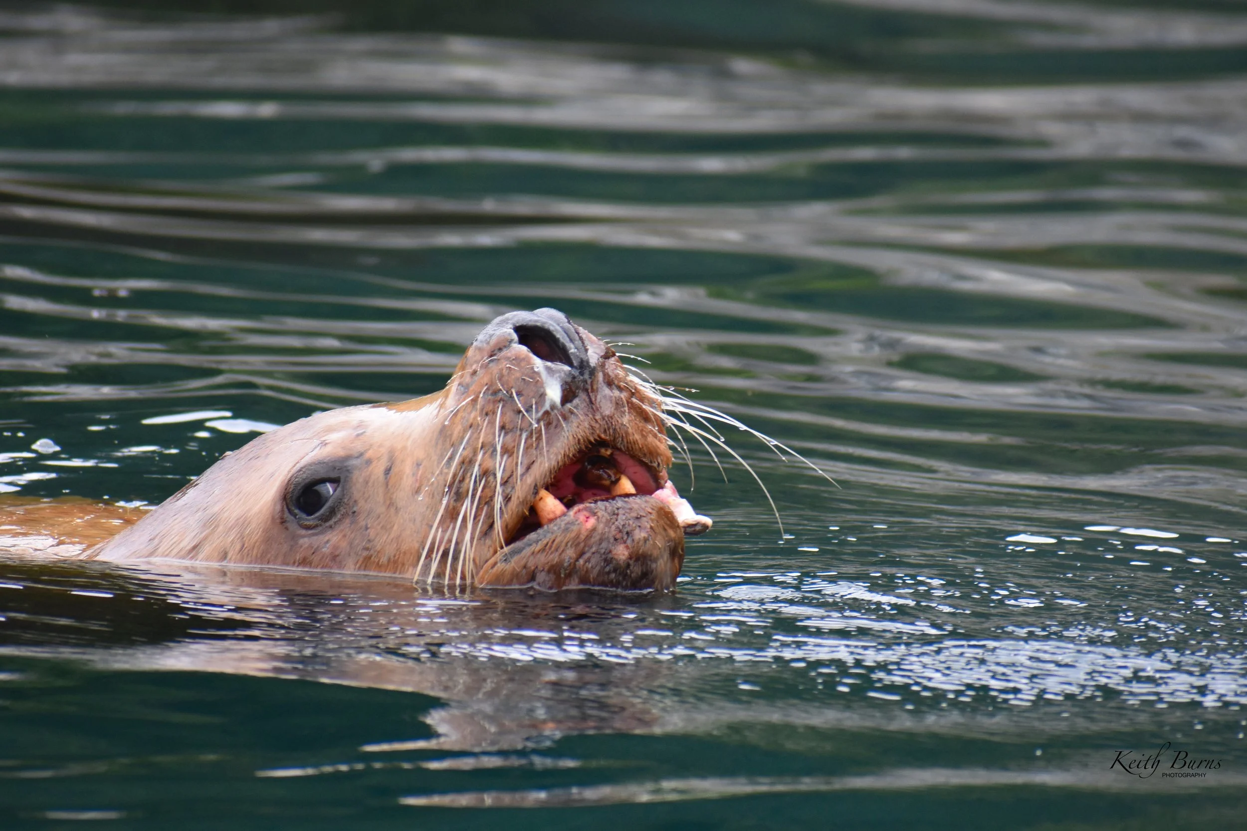 KB Alaska Sea Lion Face.jpeg