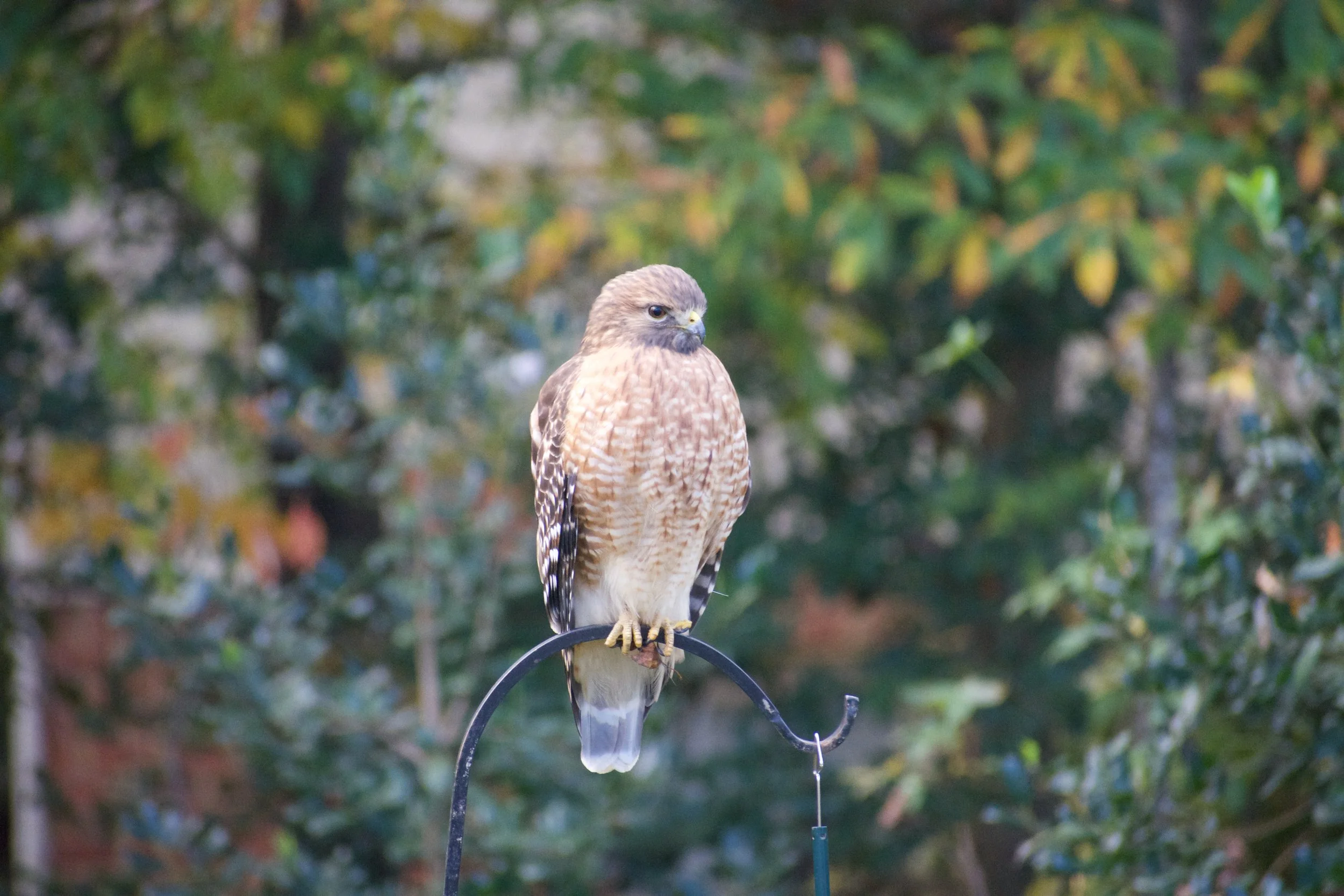 A bird of prey, possibly a hawk or falcon, perched on a metal hook in a natural outdoor setting with green foliage in the background.