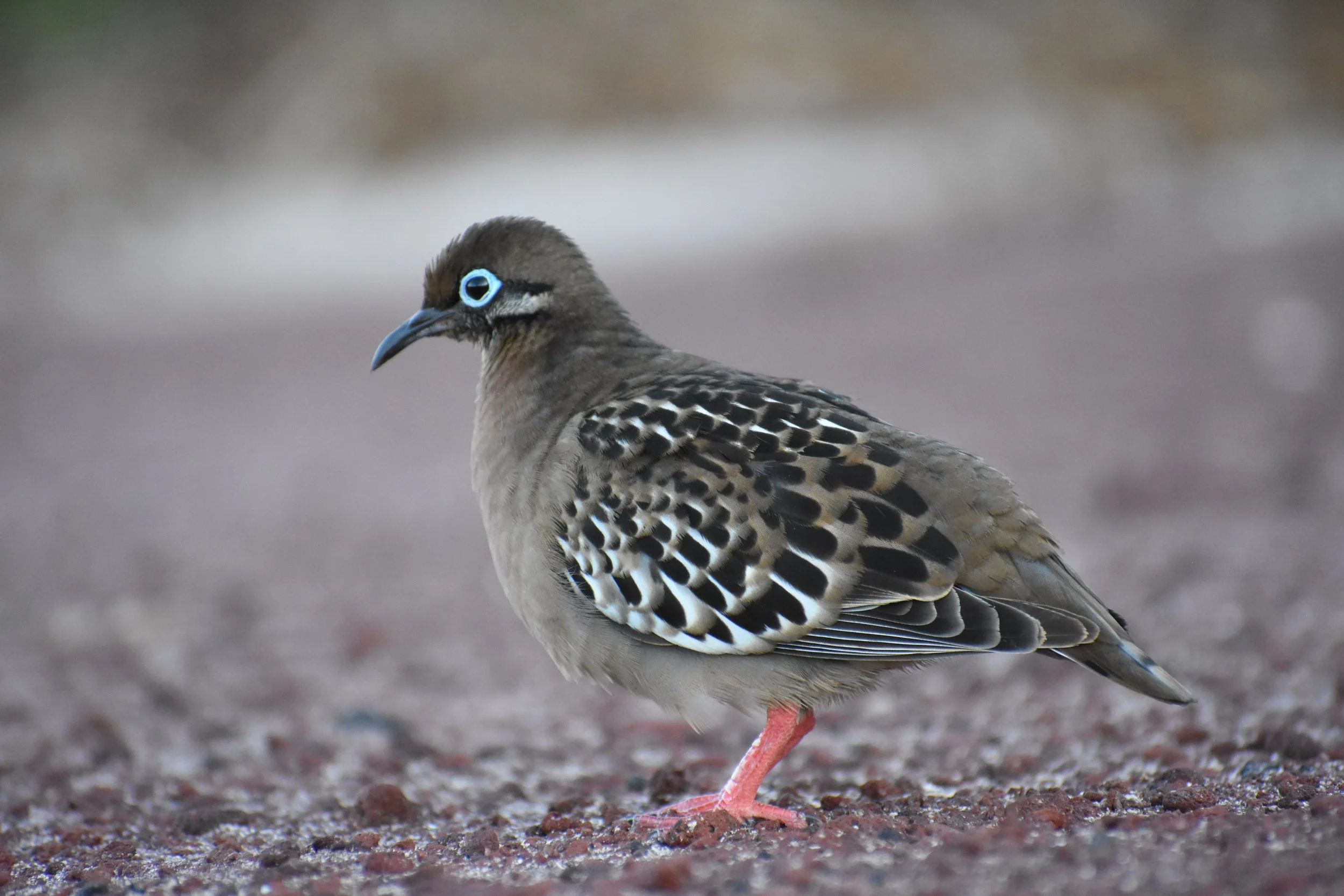A speckled bird standing on rocky ground with pink legs, blue-ringed eye, and intricate feather patterns.
