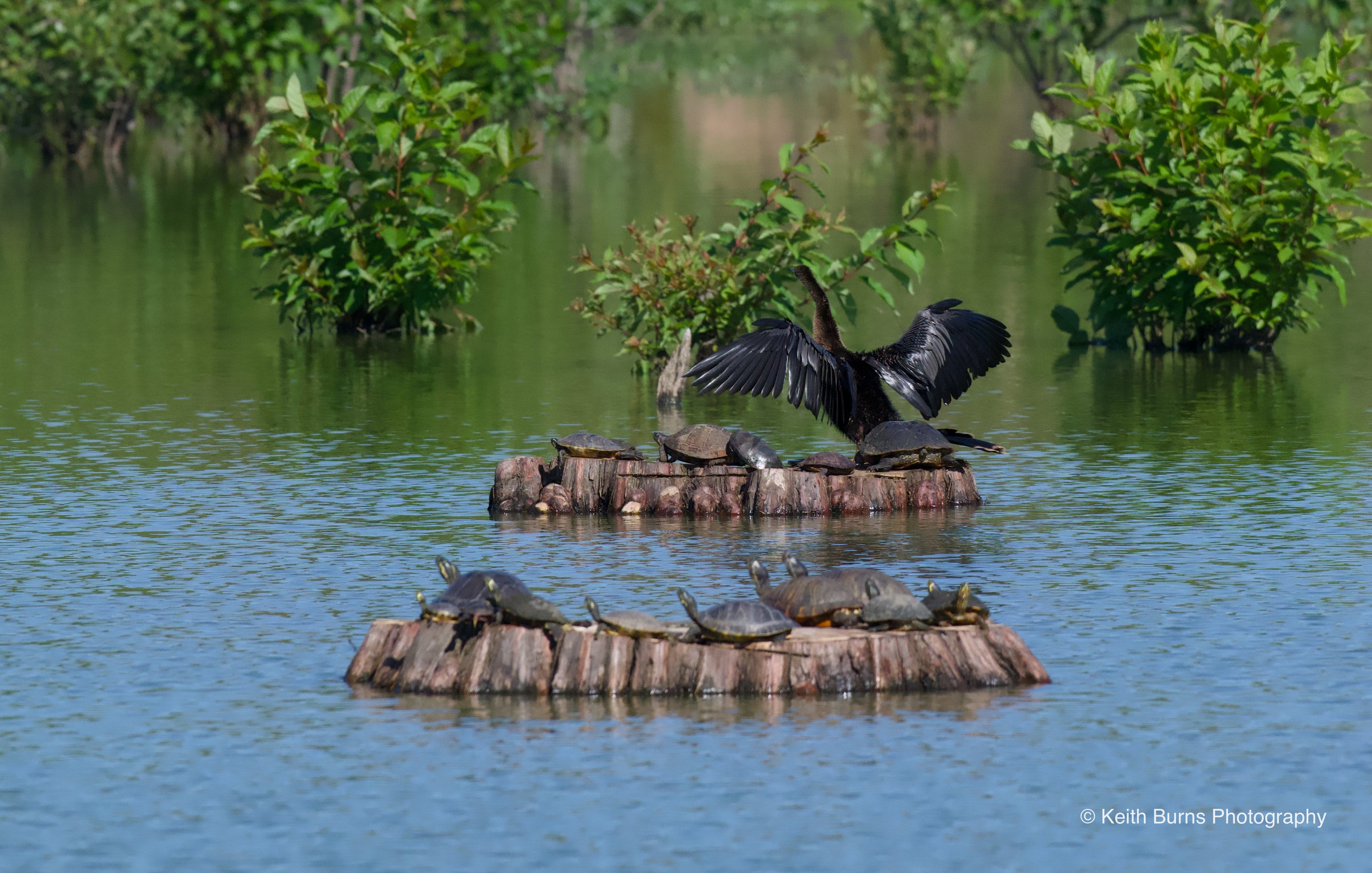 An Anhinga and pond sliders bathing themselves in the late spring sun.