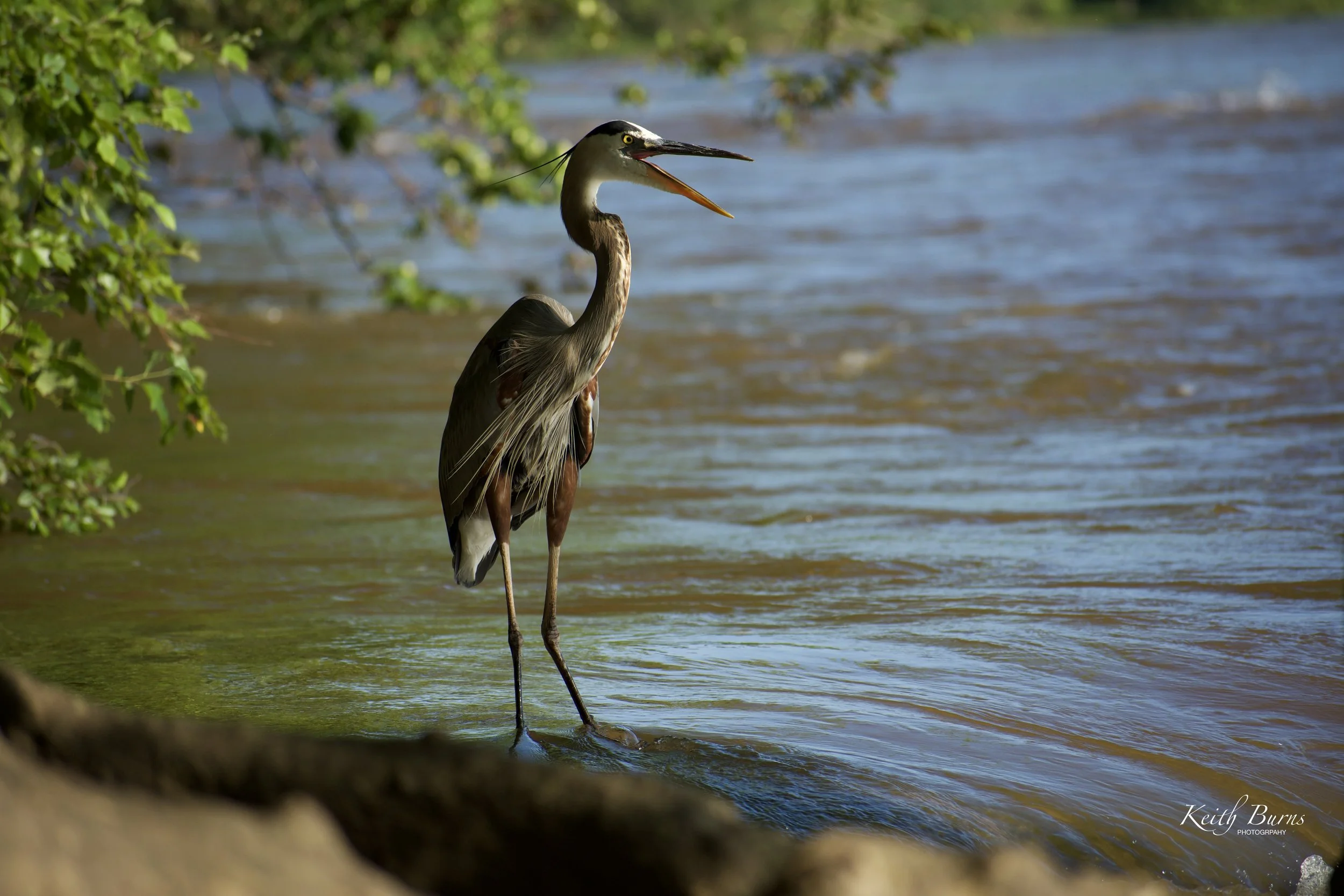 A heron standing at the edge of a body of water, with trees and foliage in the background, and its beak open as if calling or catching prey.