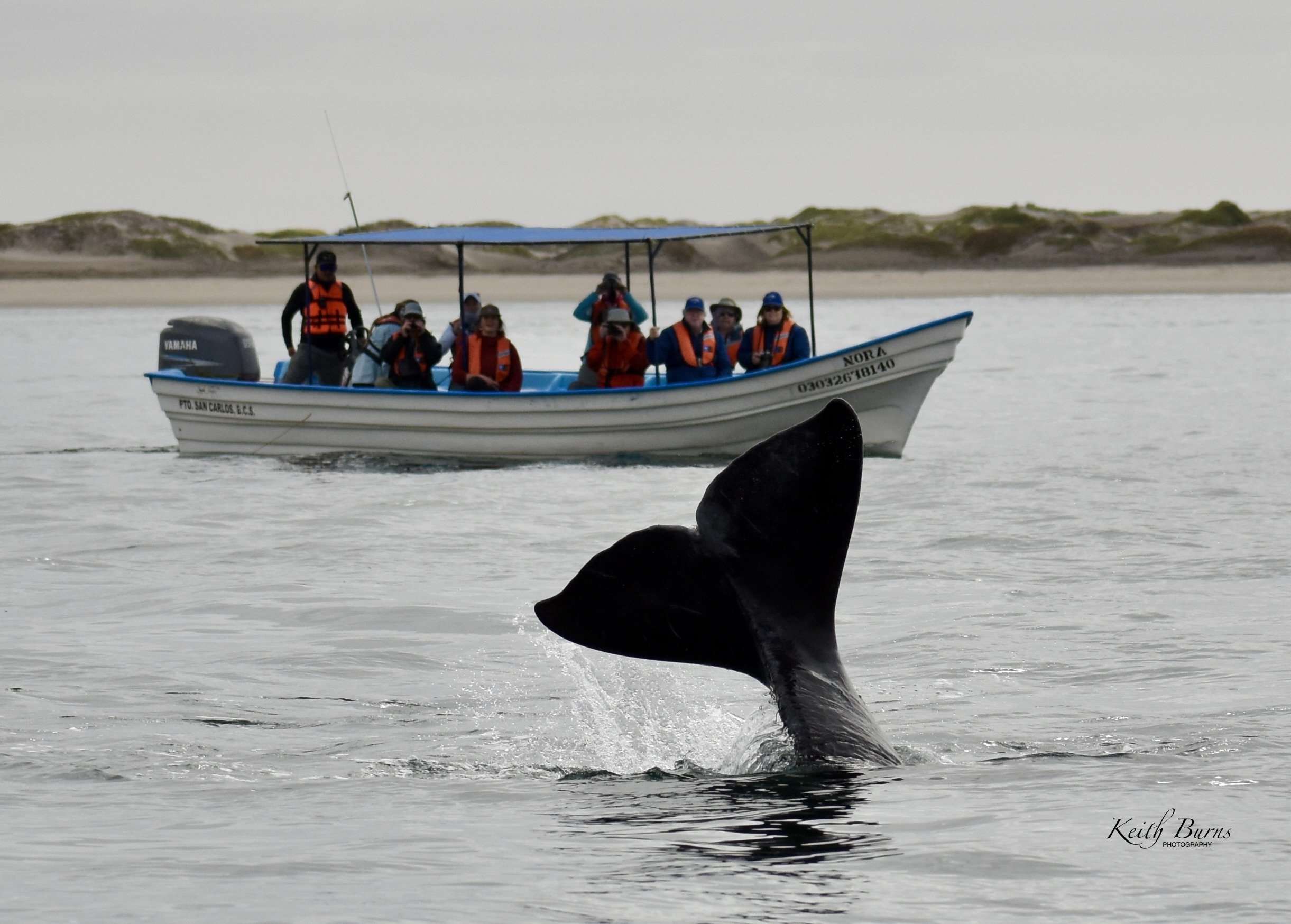 A whale's tail rises above the water near a boat with tourists observing. The boat is on calm water with land in the background. The scene suggests whale watching.