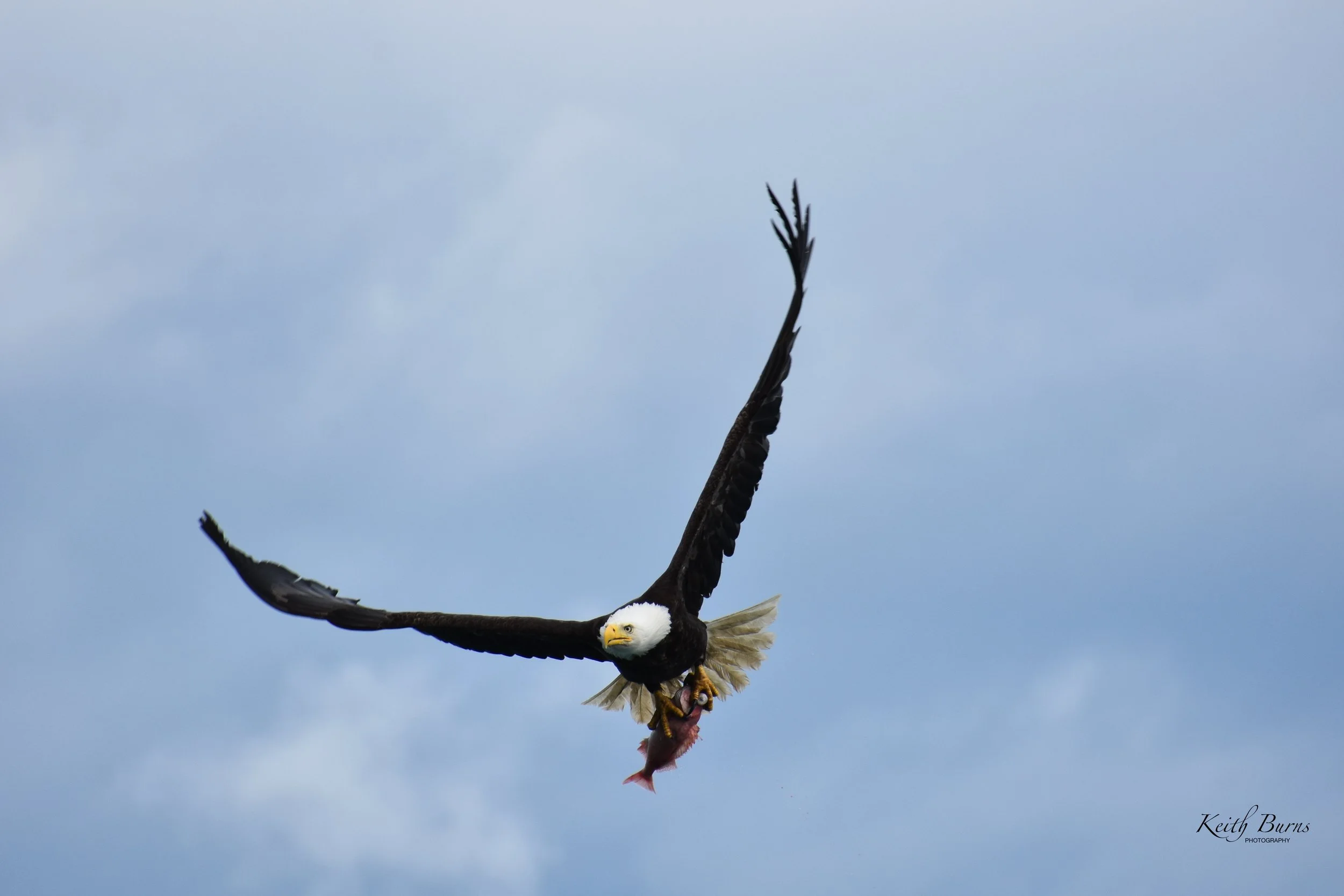 Alaska Eagle Fish 2.jpeg