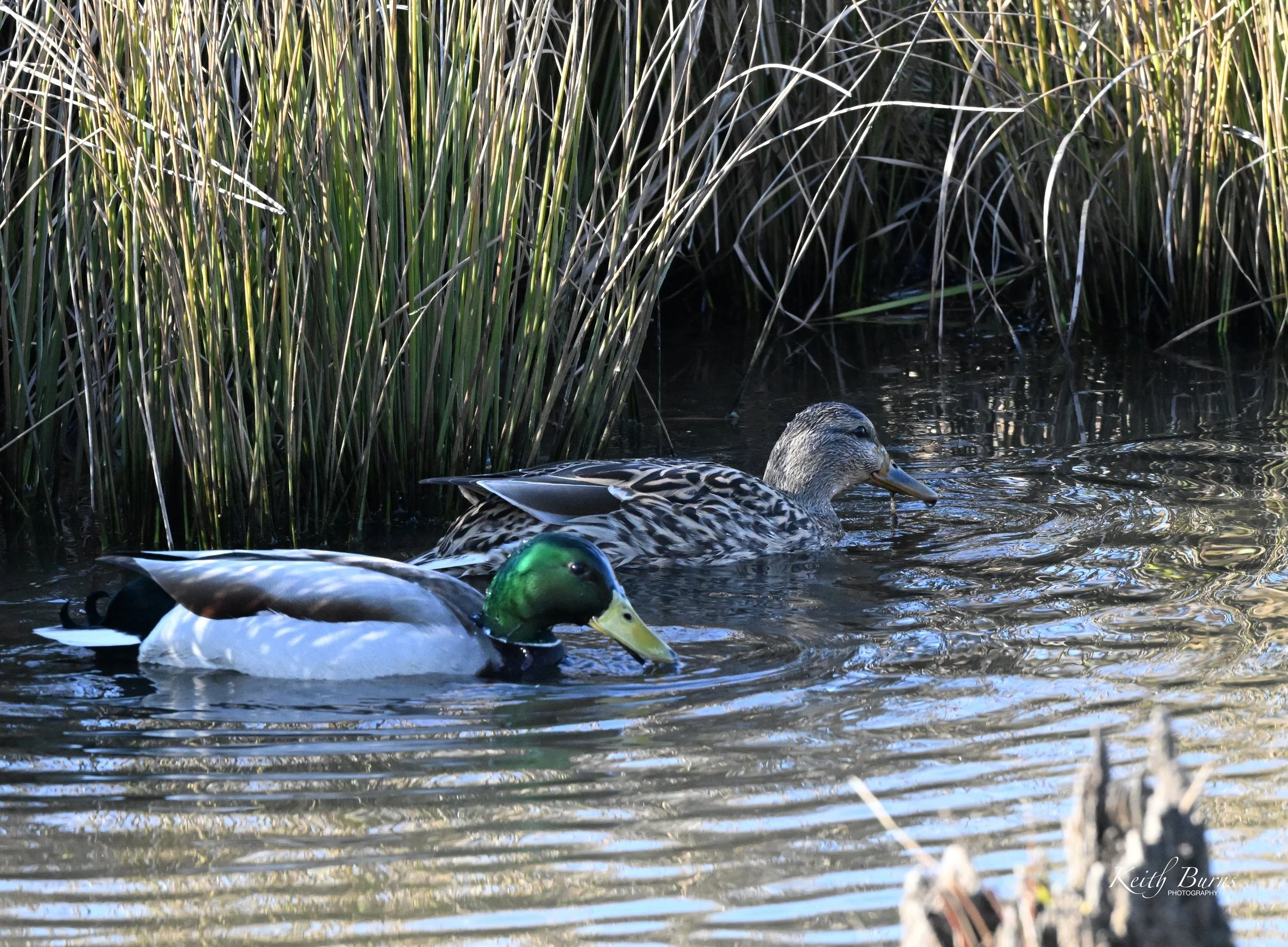 Two ducks swimming in a pond near tall grass, one male mallard with a green head and one female mallard with brown speckled feathers.