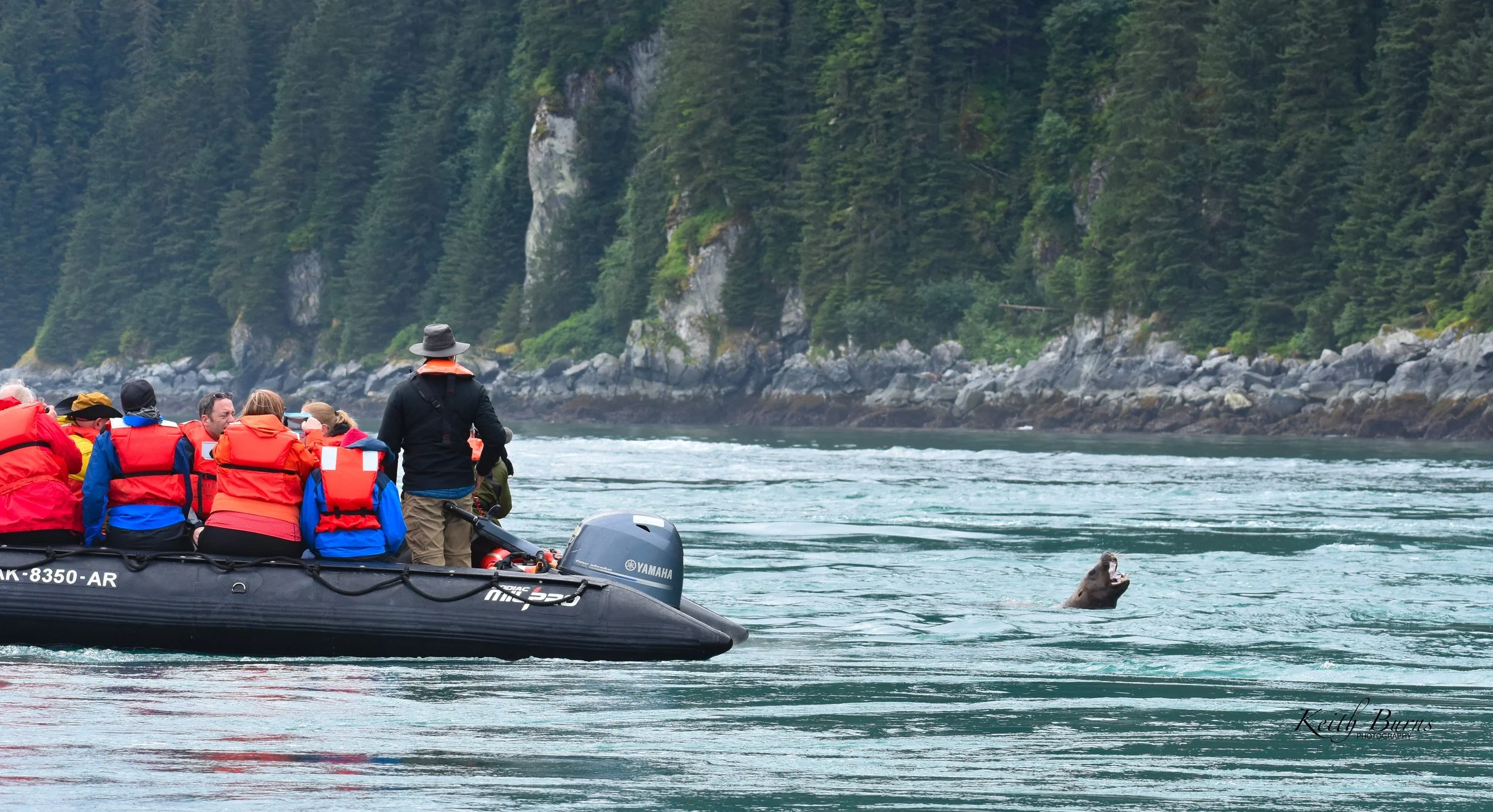 KB Alaska Sea Lion Eating By People.jpeg