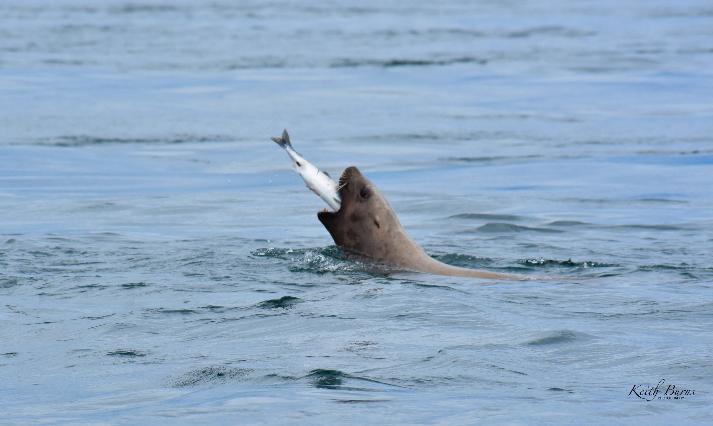 KB Alaska Sea Lion Eating.jpeg