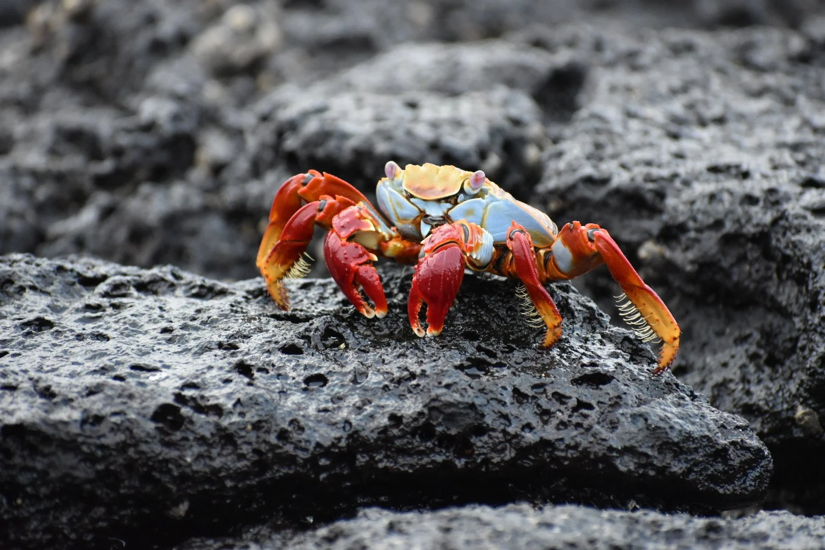 A small crab with red and blue coloration on a rough black rock surface.