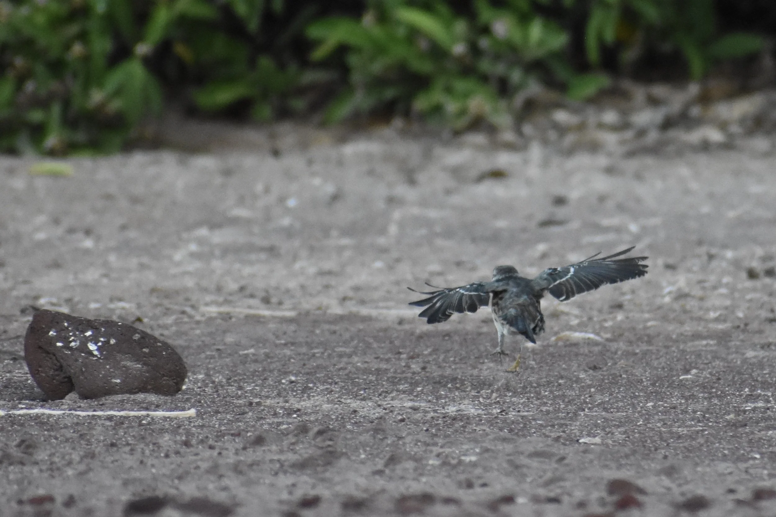 A small bird landing on the sandy ground with a rock nearby and green bushes in the background.
