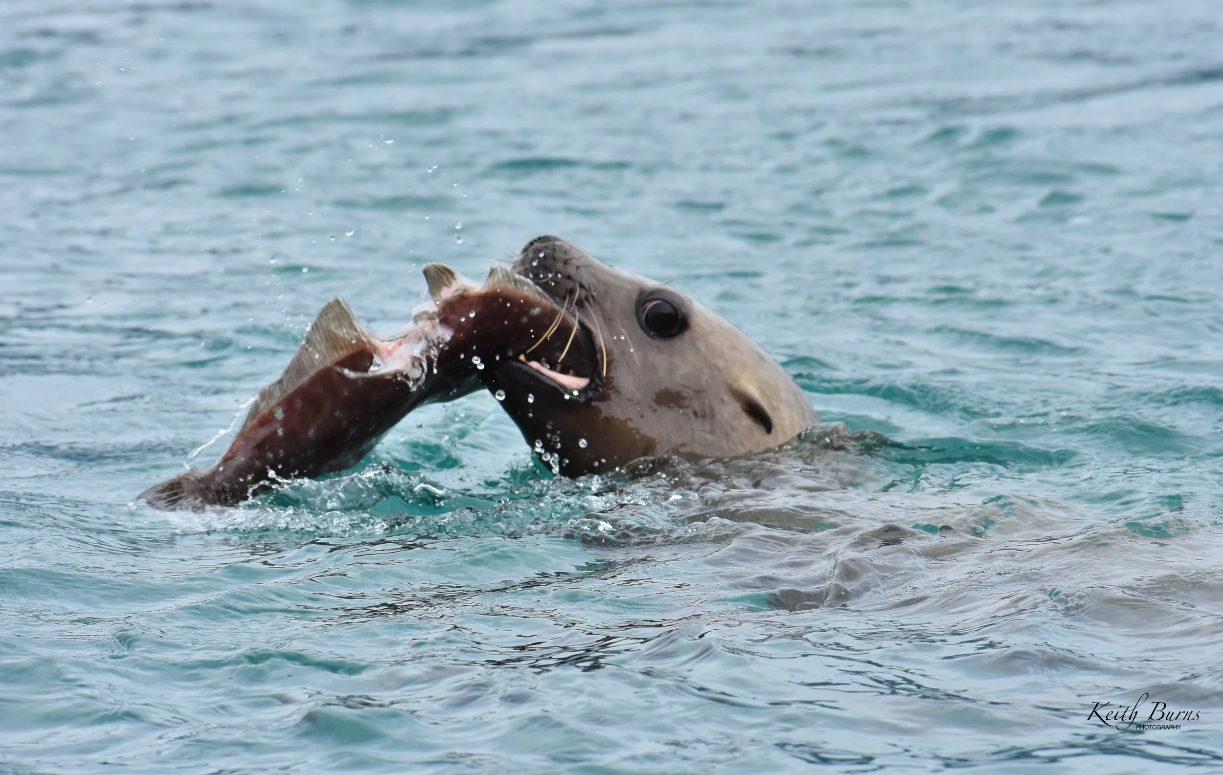 KB Alaska Sea Lion Eating 2.jpeg