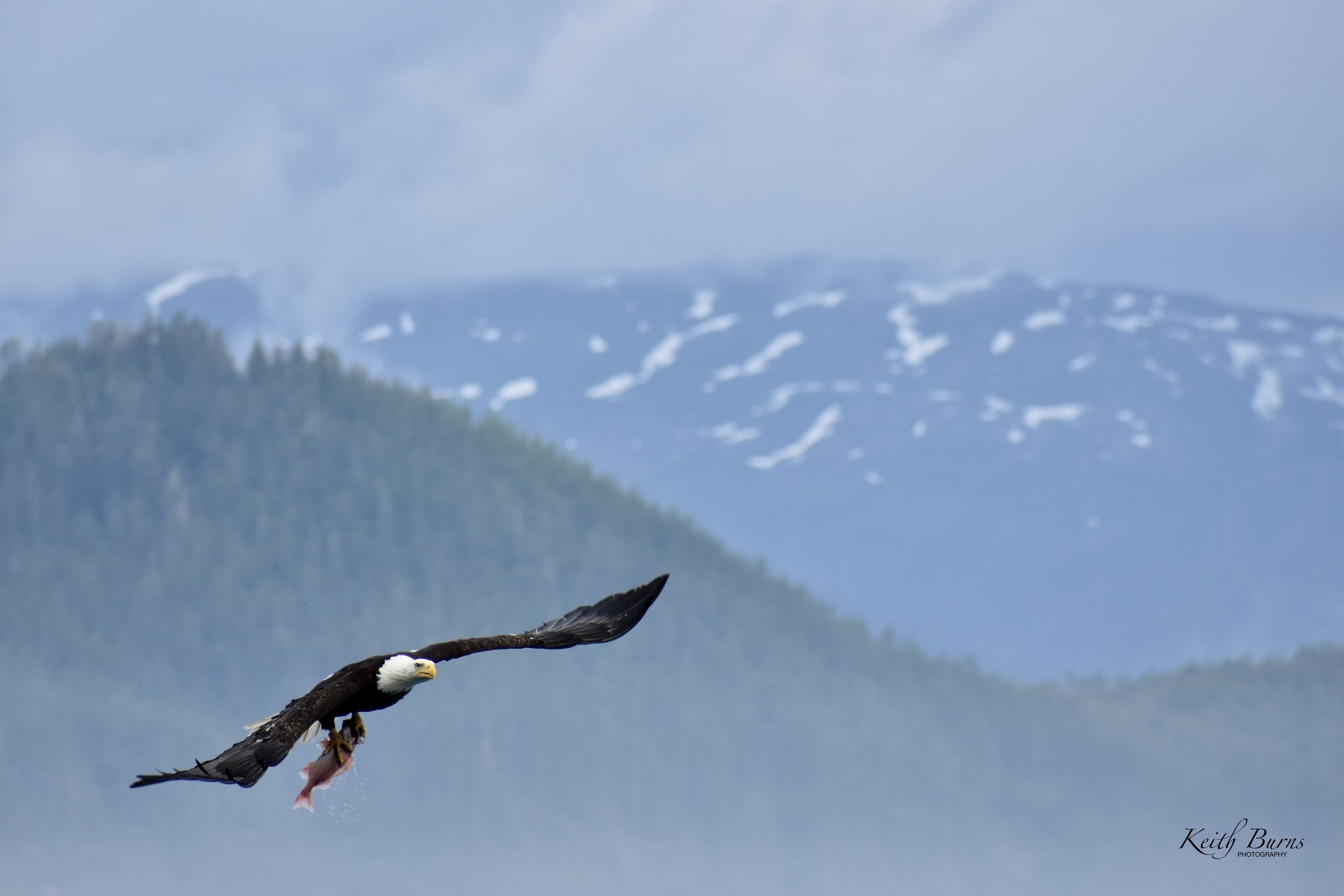 Alaska Eagle Fish 1.jpeg