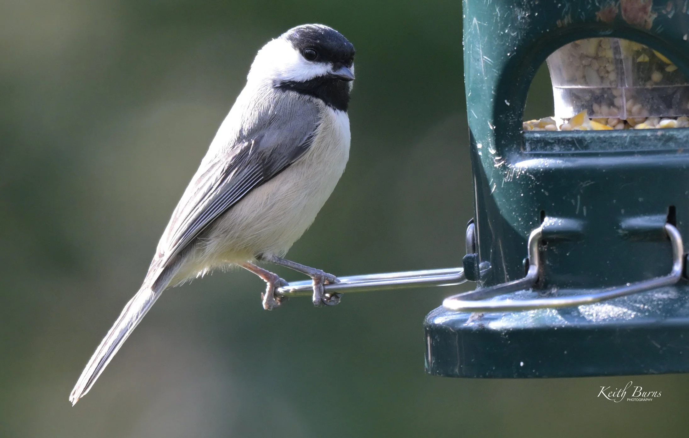A black-capped chickadee perched on a metal bird feeder filled with seed.