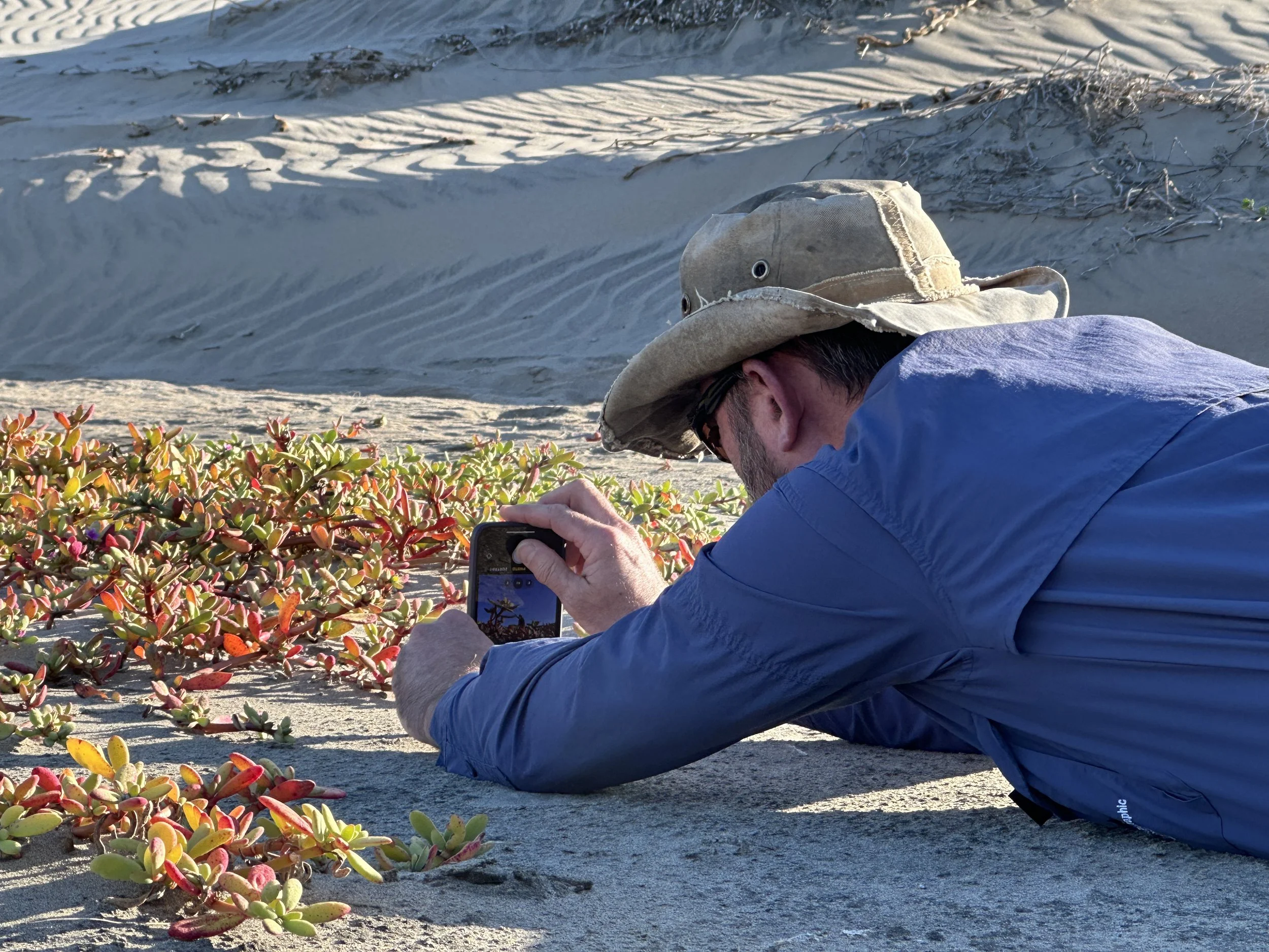 A man wearing a large beige hat, sunglasses, and a blue shirt is lying on the sandy ground, taking a photo of colorful low-lying plants with a smartphone. In the background, there are sand dunes.