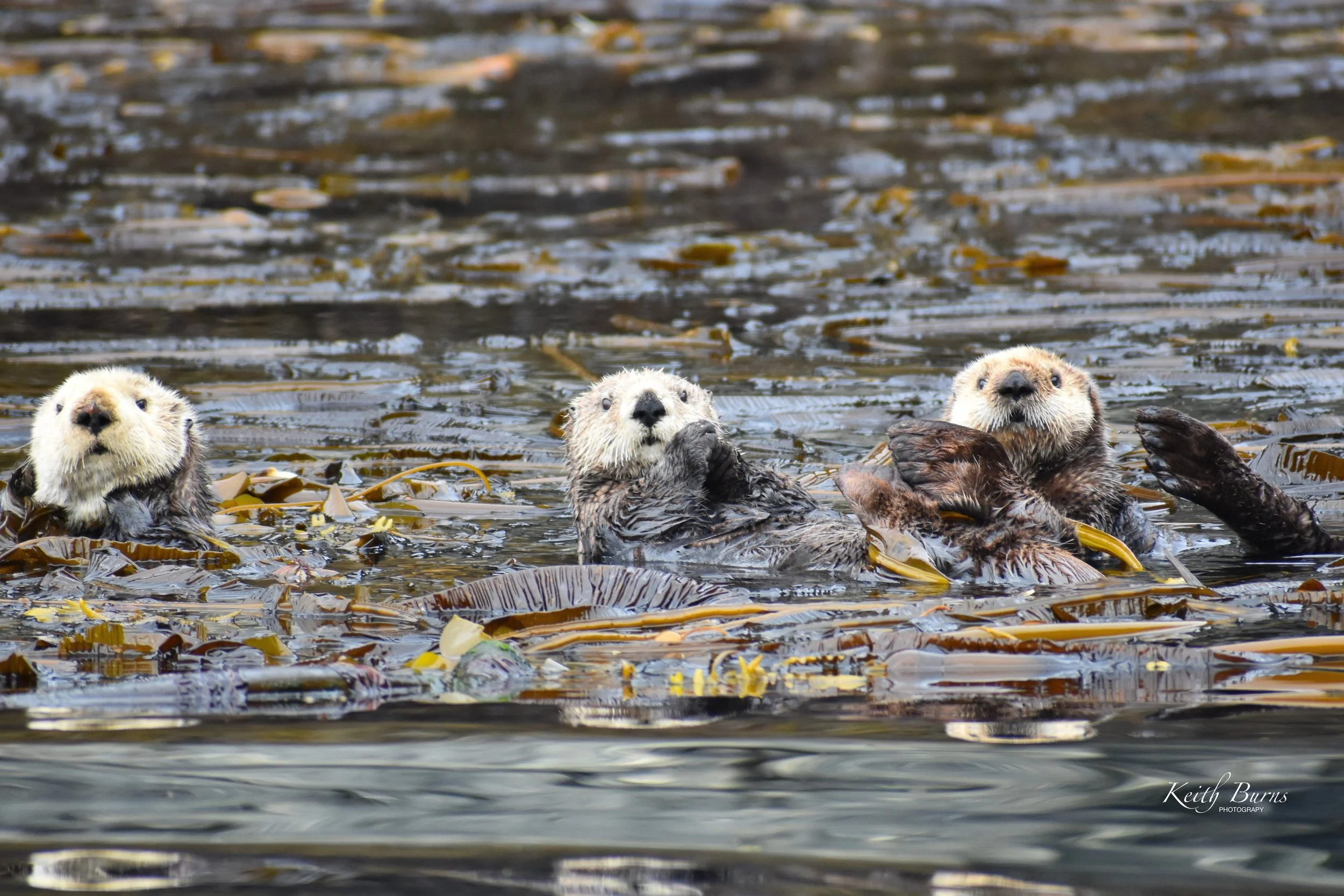 KB Alaska Sea Otters.jpeg