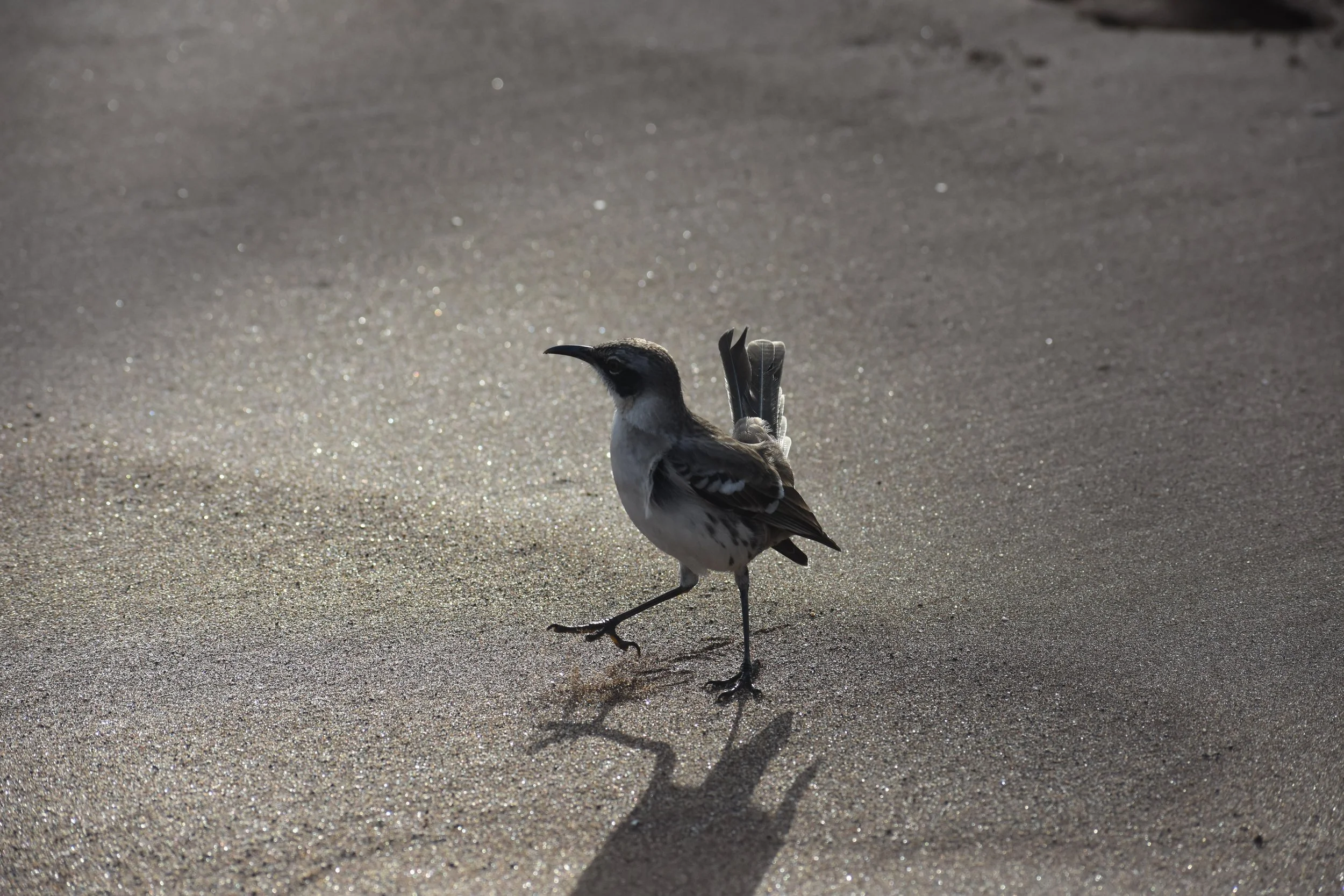 A bird with predominantly white and black feathers walking on sand, casting a shadow.
