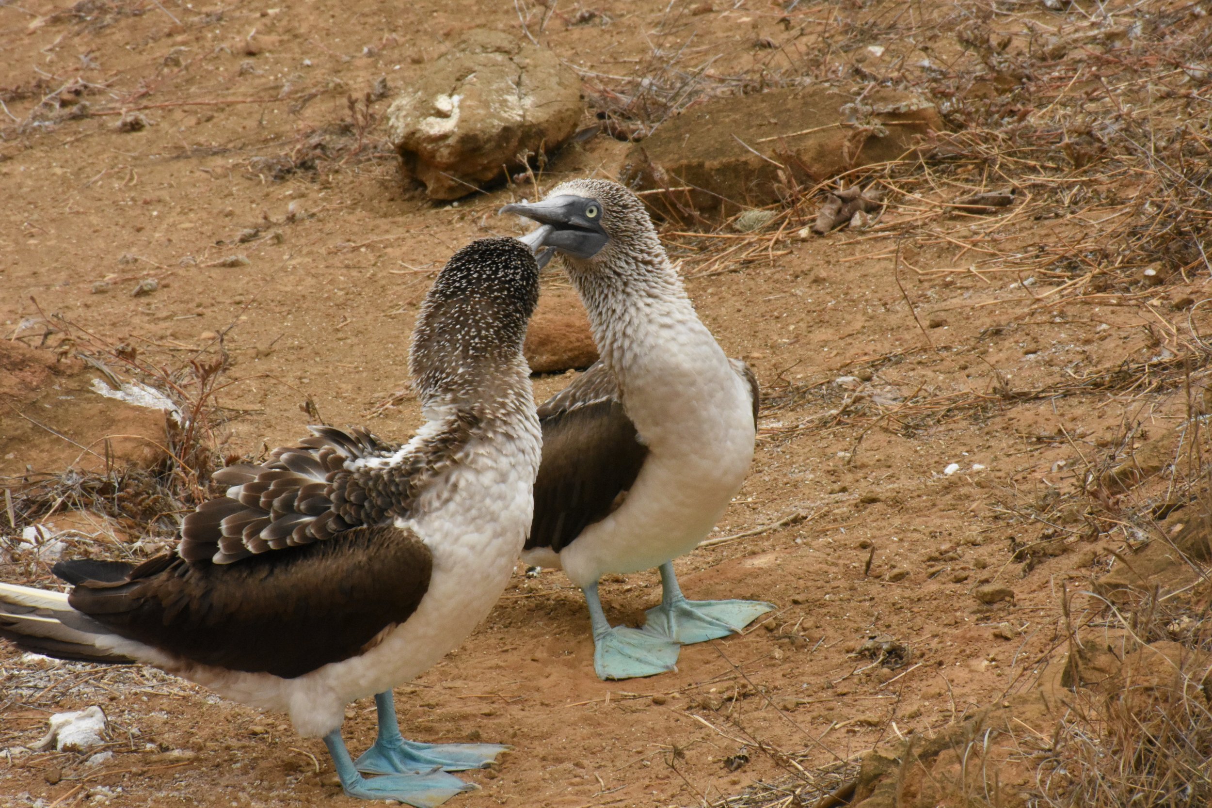 Two blue-footed boobies engaging in a courtship or social display on a sandy terrain with rocks and sparse dry vegetation.
