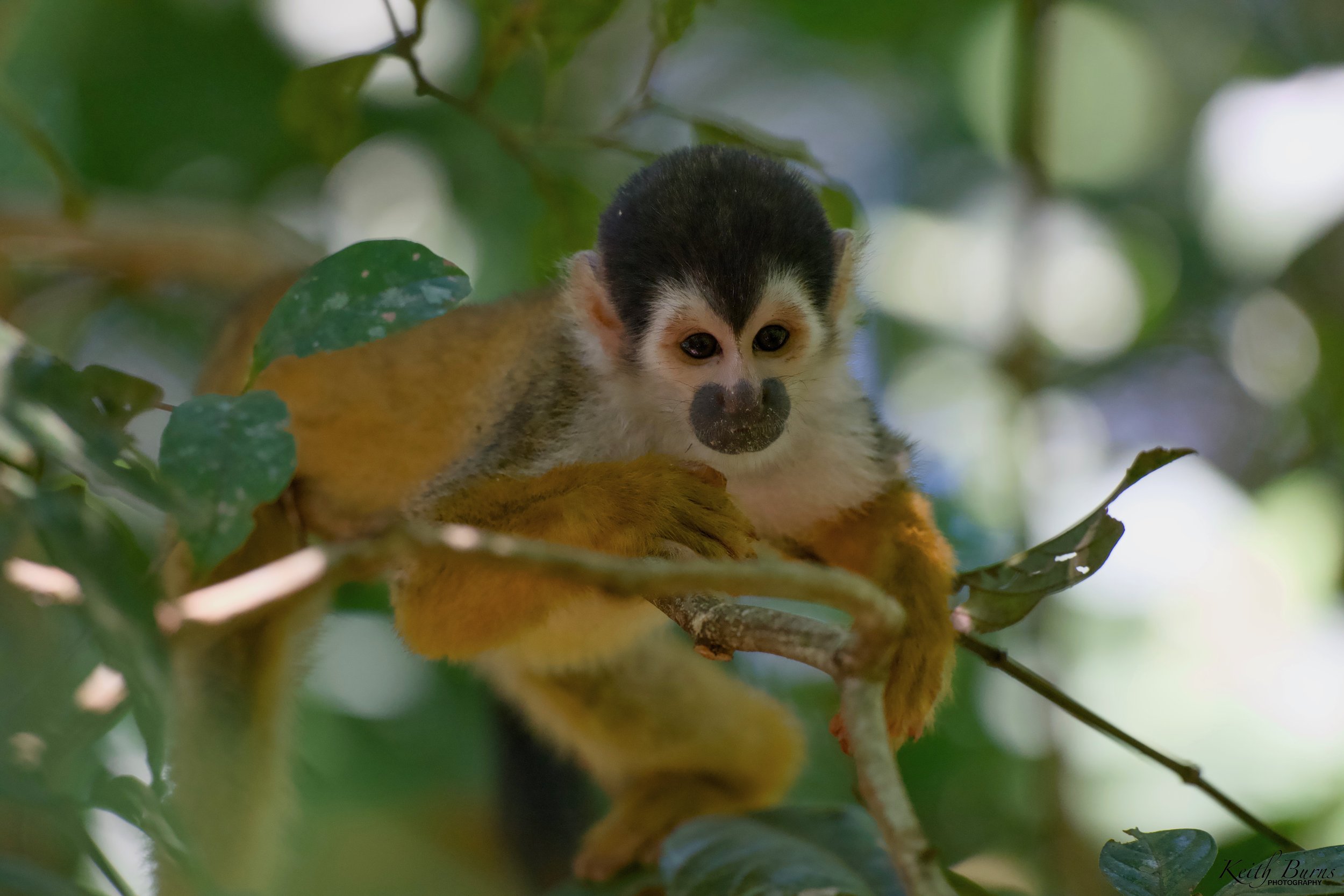 Panama and Costa Rica 2026