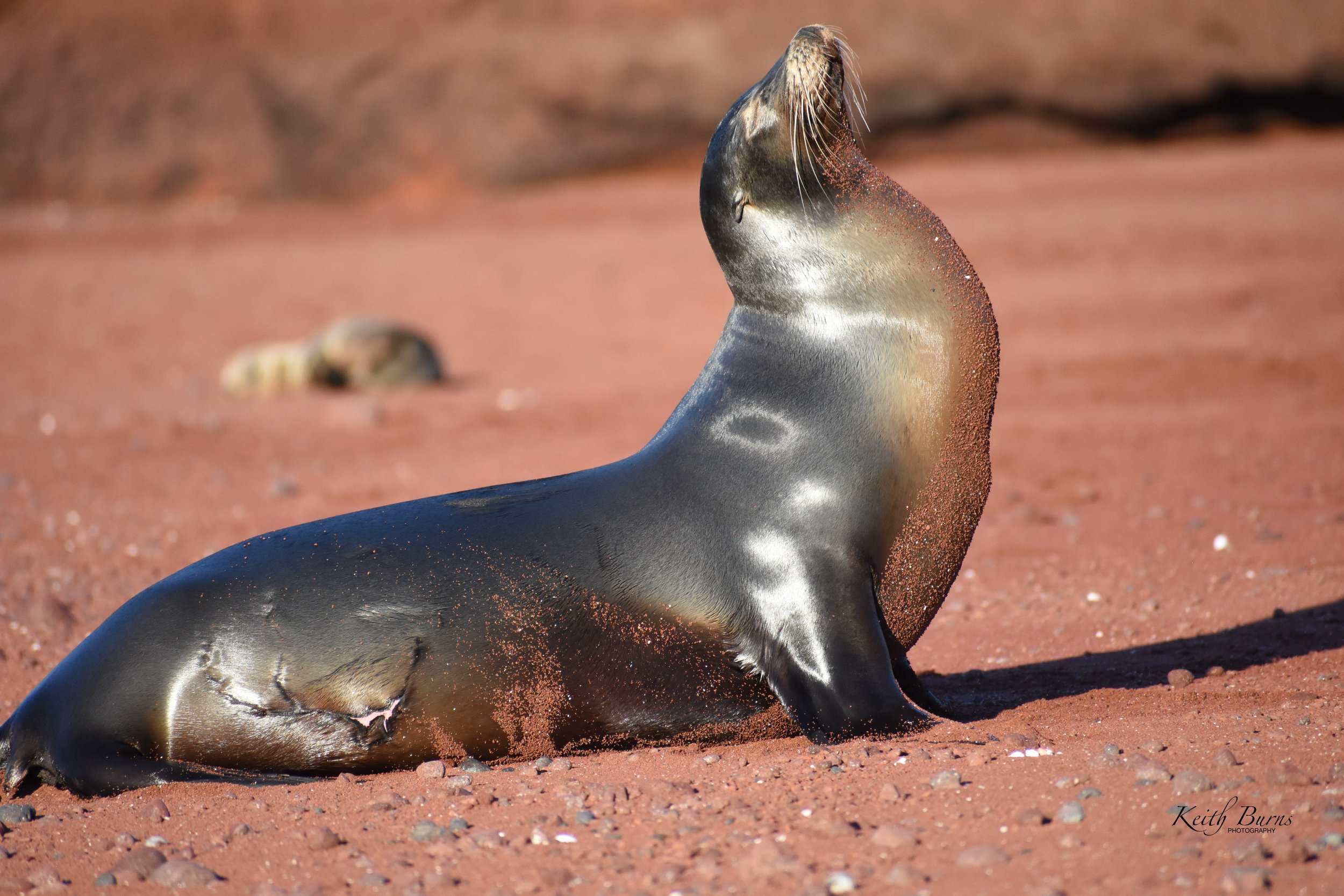 A fur seal on a sandy beach, with its head raised and sand falling from its neck.