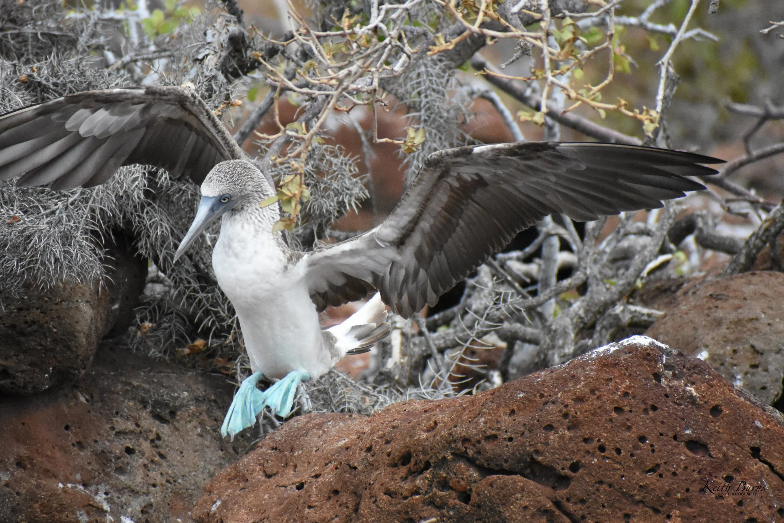 A blue-footed booby with outstretched wings perched on rocky terrain surrounded by dry branches and sparse foliage.