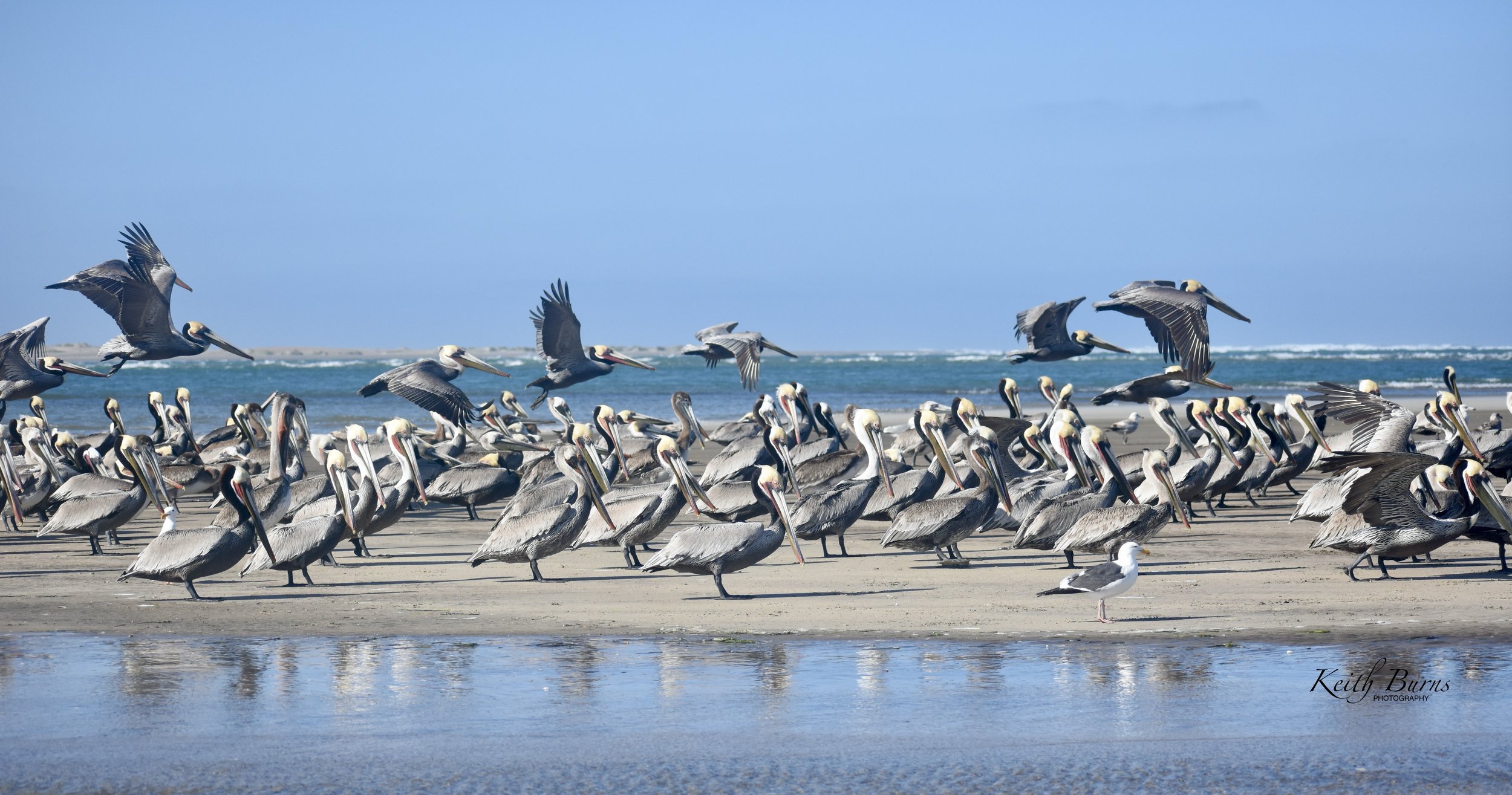 A large group of pelicans on a sandy beach with some in flight, near the ocean under a blue sky.