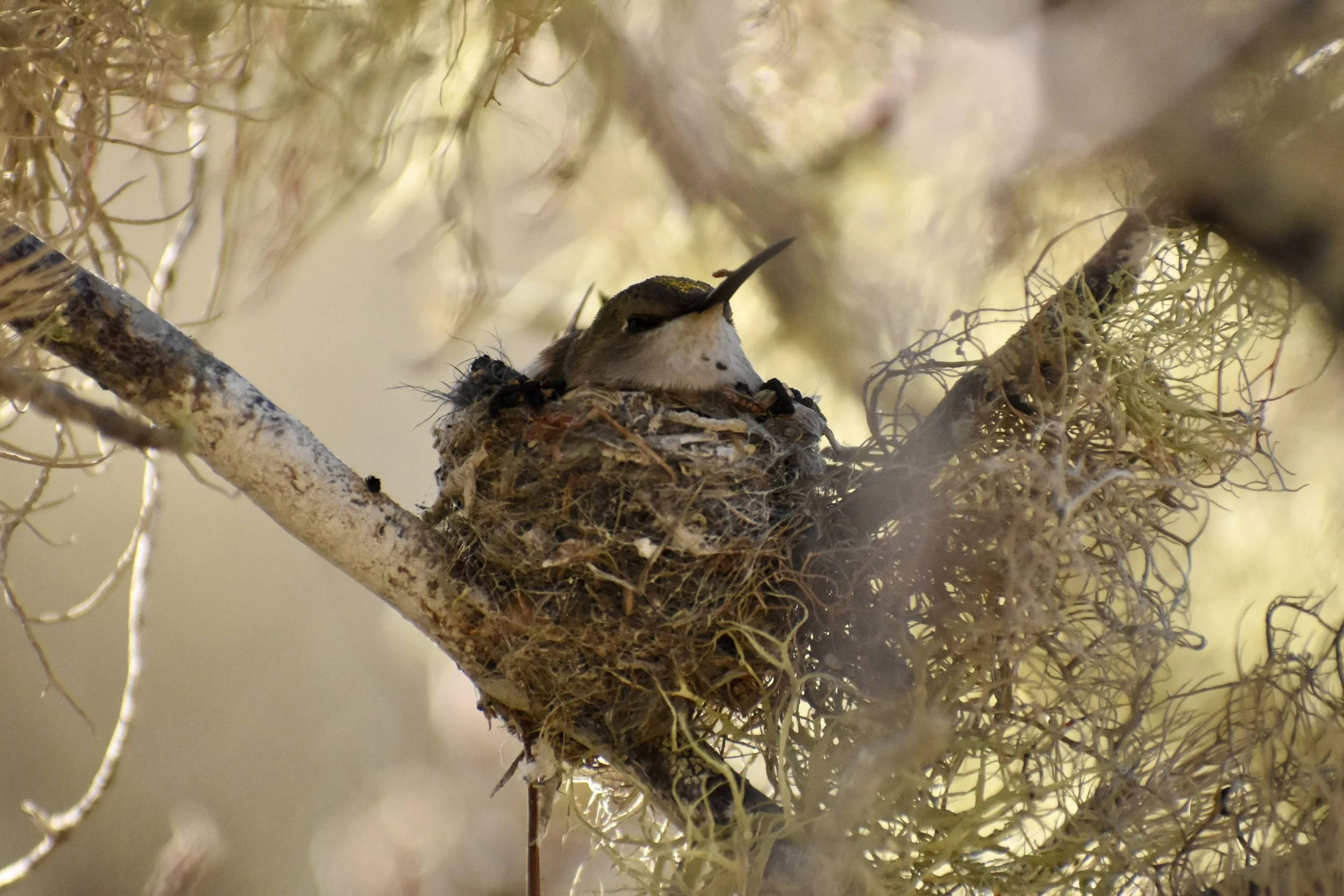 A hummingbird sitting in a nest on a tree branch surrounded by moss and lichen.