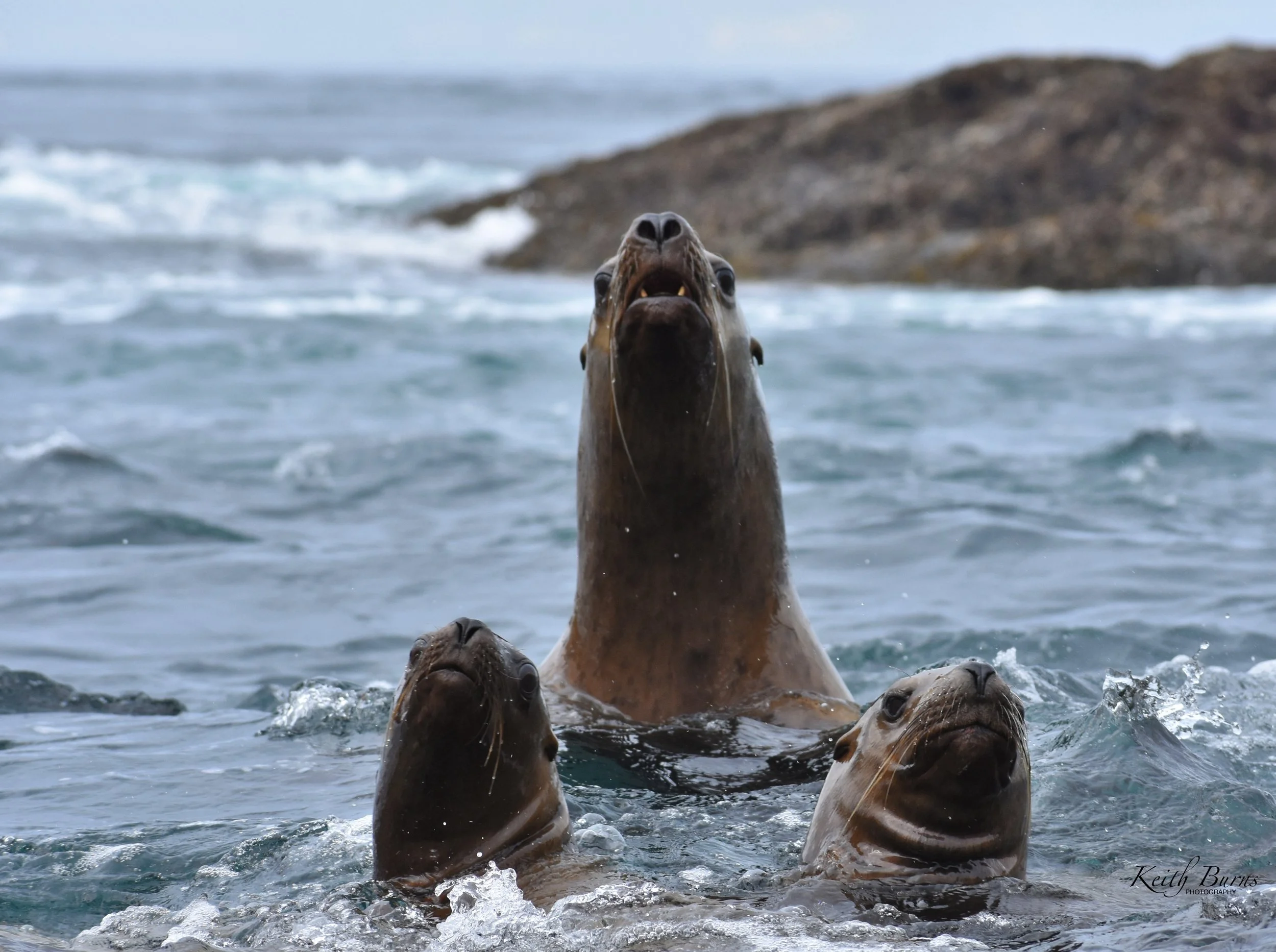 KB Alaska Sea Lion Faces.jpeg
