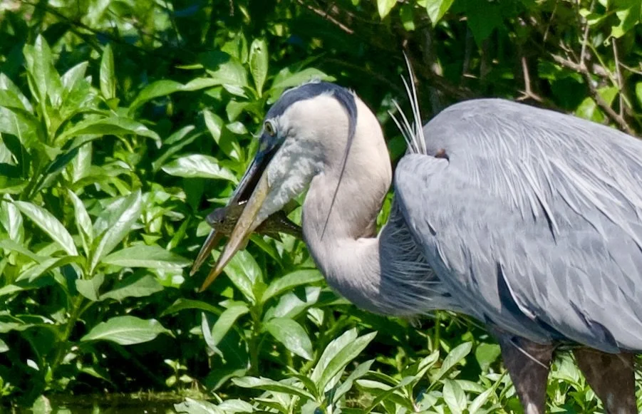 A great blue heron that just caught a fish