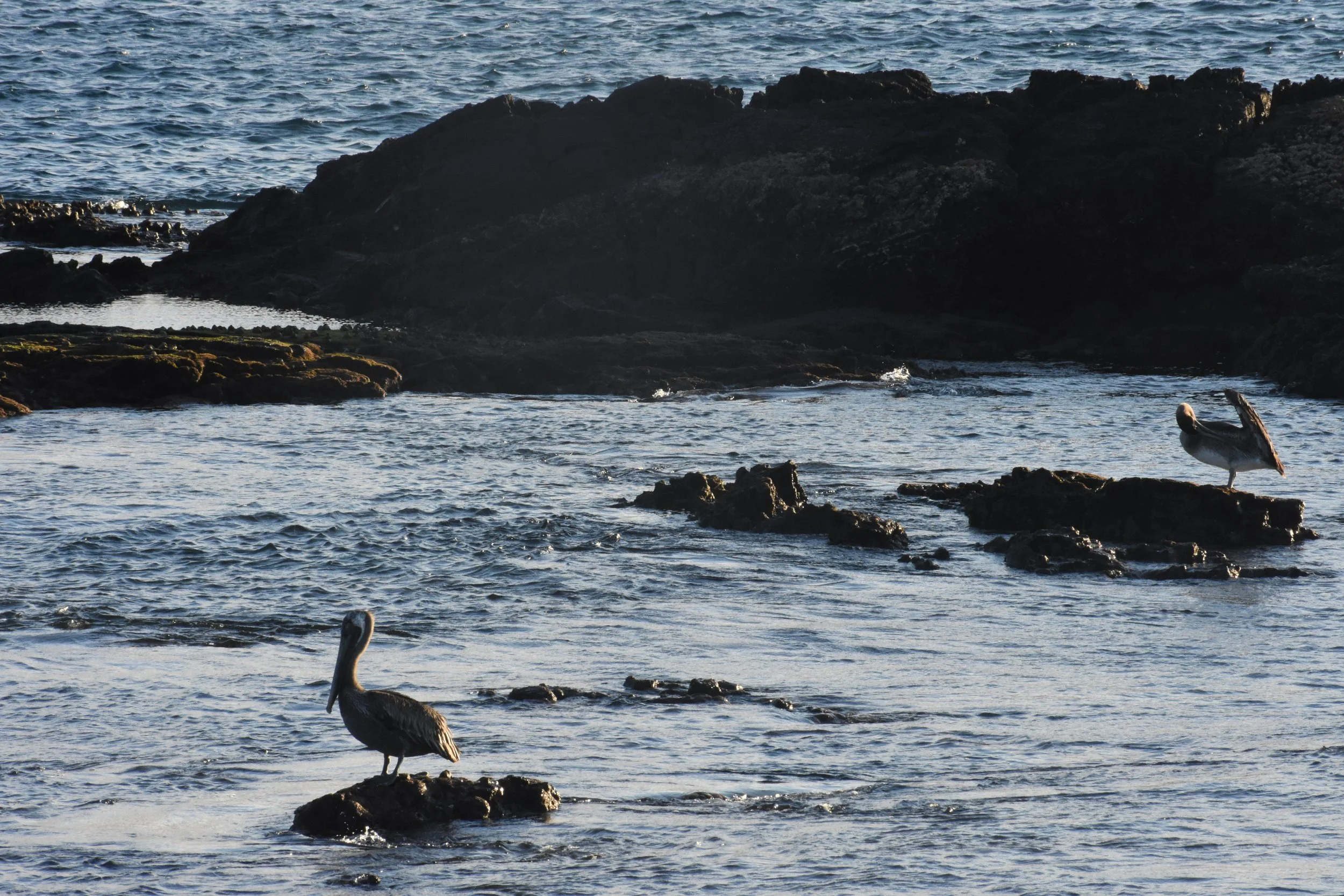 Two pelicans standing on rocks in the ocean near the shore.