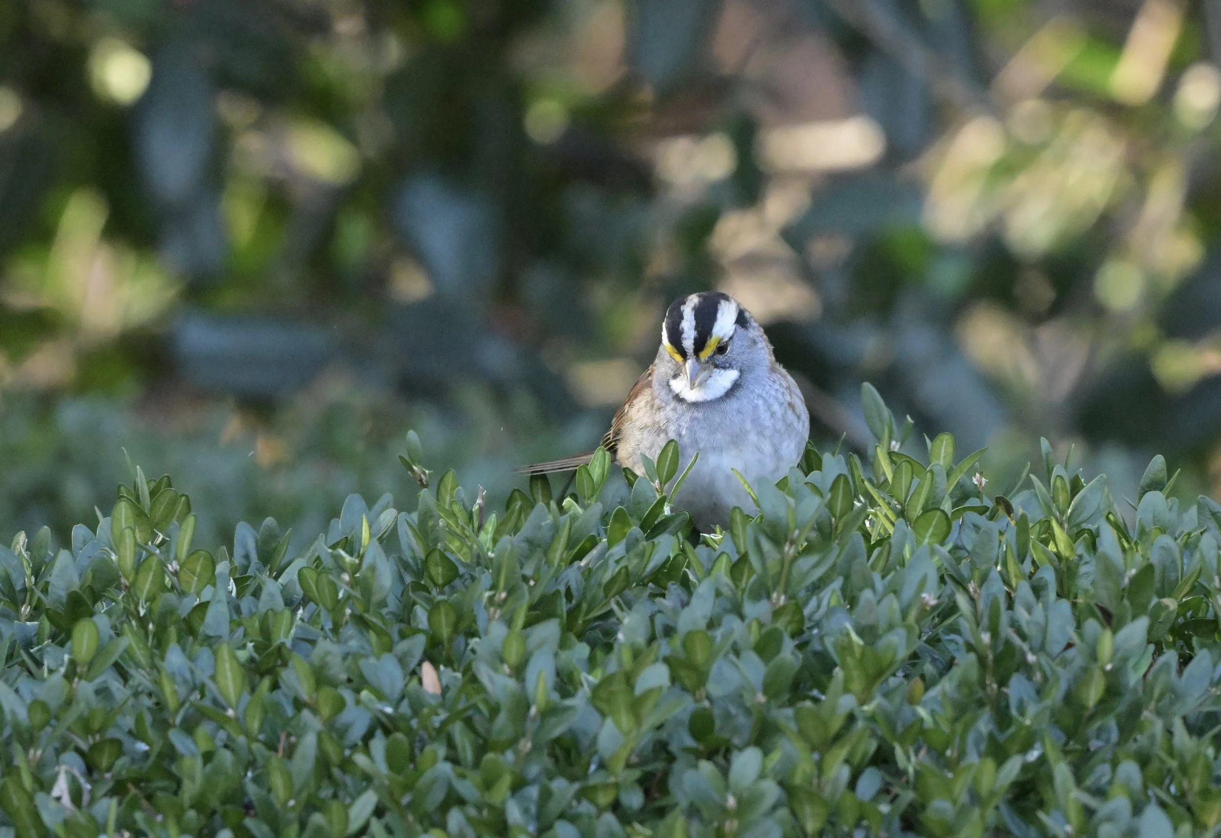 A small bird with black, white, and yellow markings on its head, perched on green bushes with a blurred background of trees.