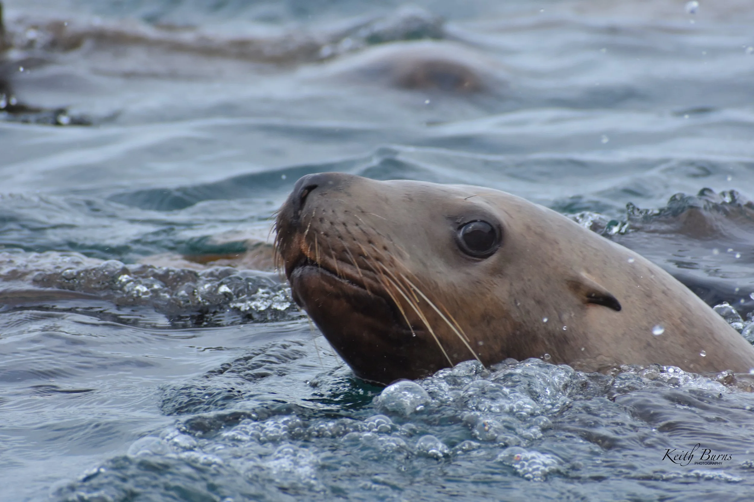 KB Alaska Sea Lion.jpeg