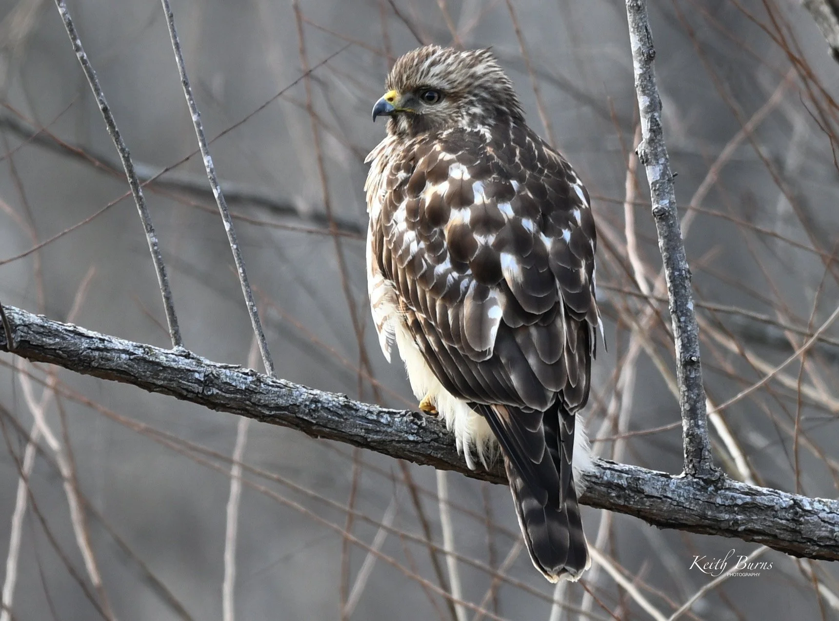 Perched hawk on a tree branch surrounded by leafless branches.