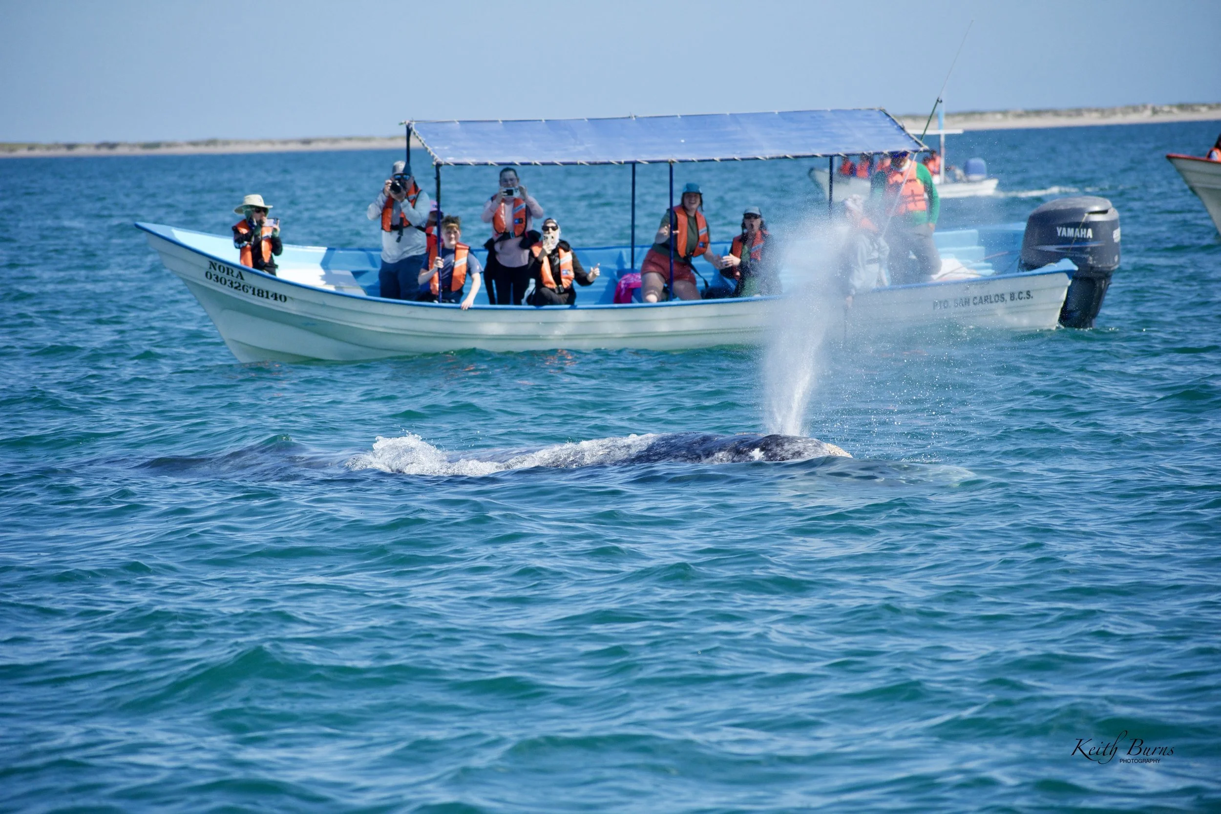 Group of tourists or photographers on a boat observing a whale breaching the water.